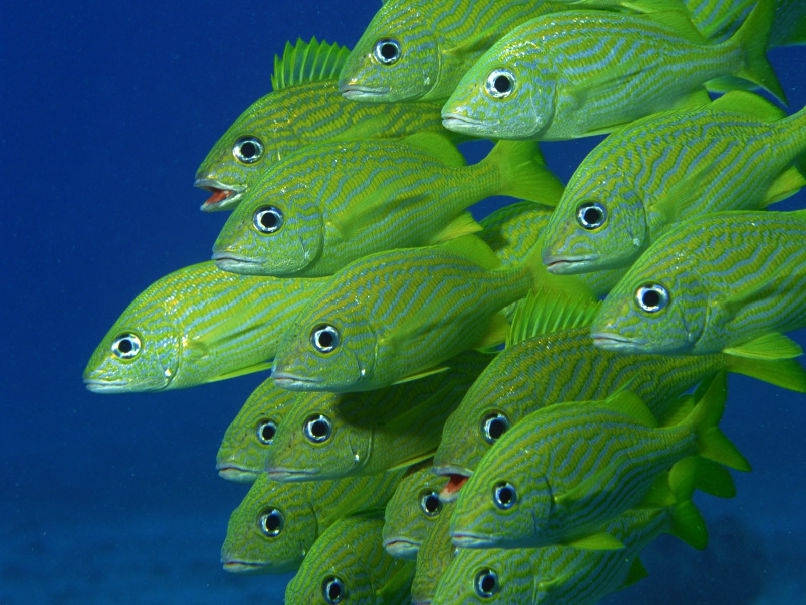 School of green fish underwater HD Wallpaper