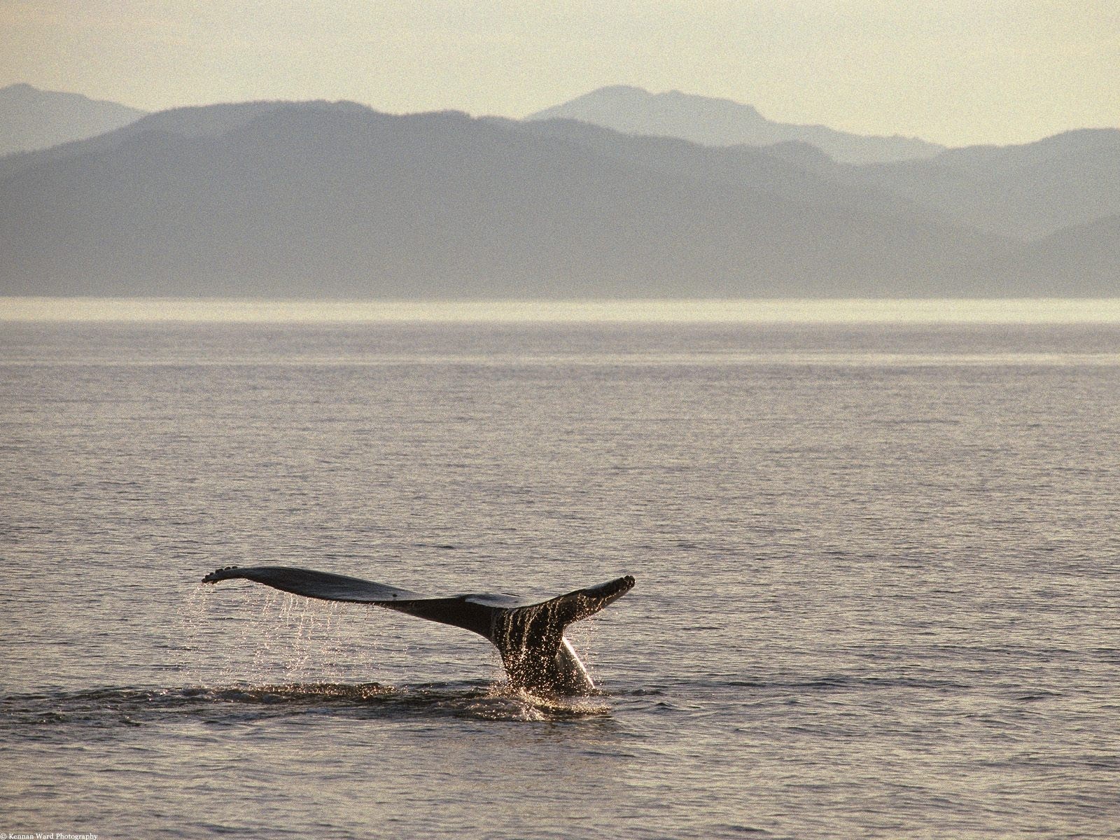Humpback whale tail fluke diving into the ocean HD Wallpaper