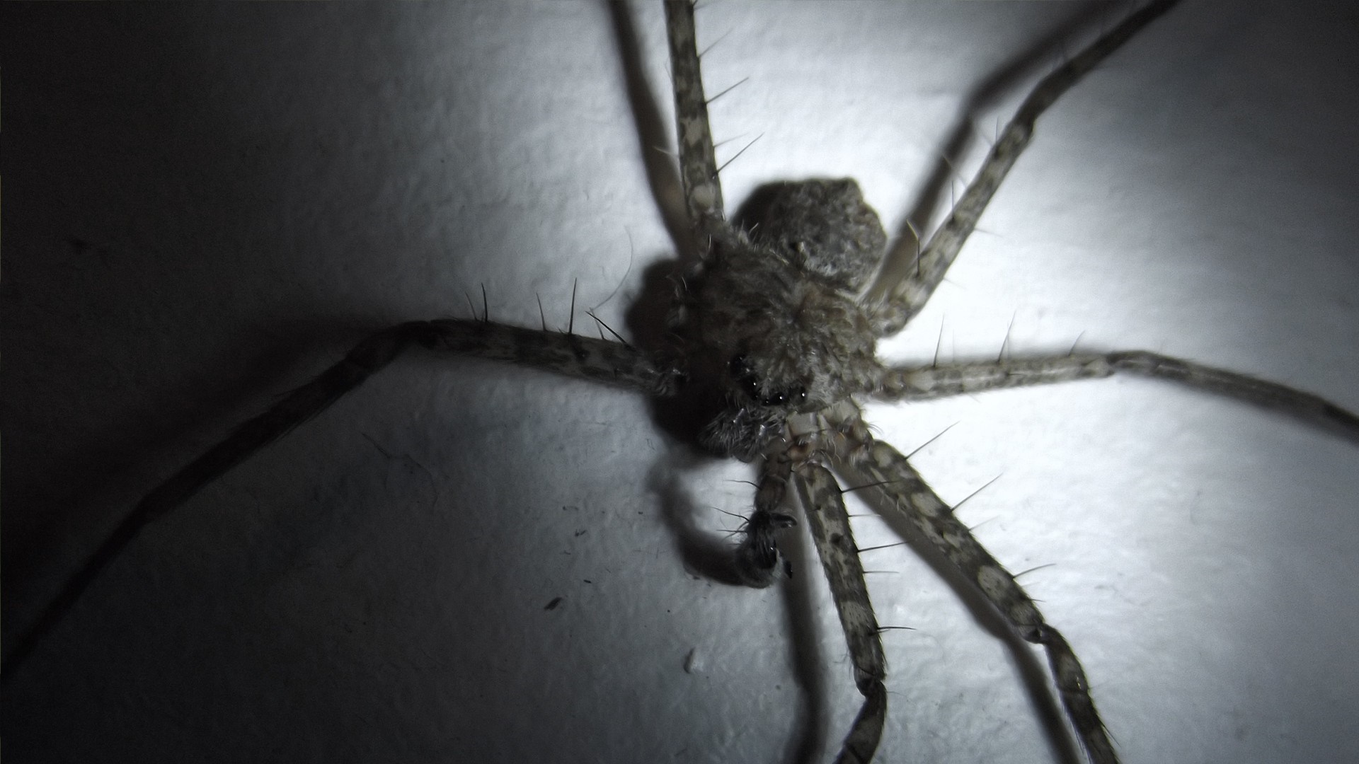 Close-up macro photography of a spider HD Wallpaper
