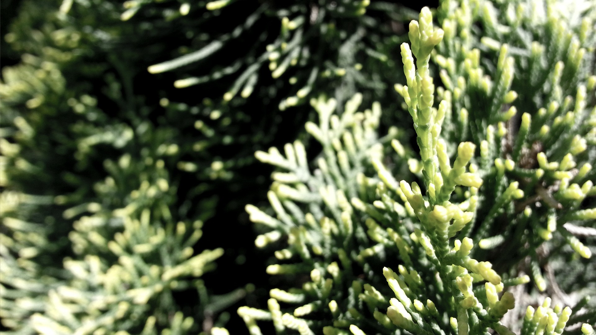 Close-up of green evergreen branches HD Wallpaper