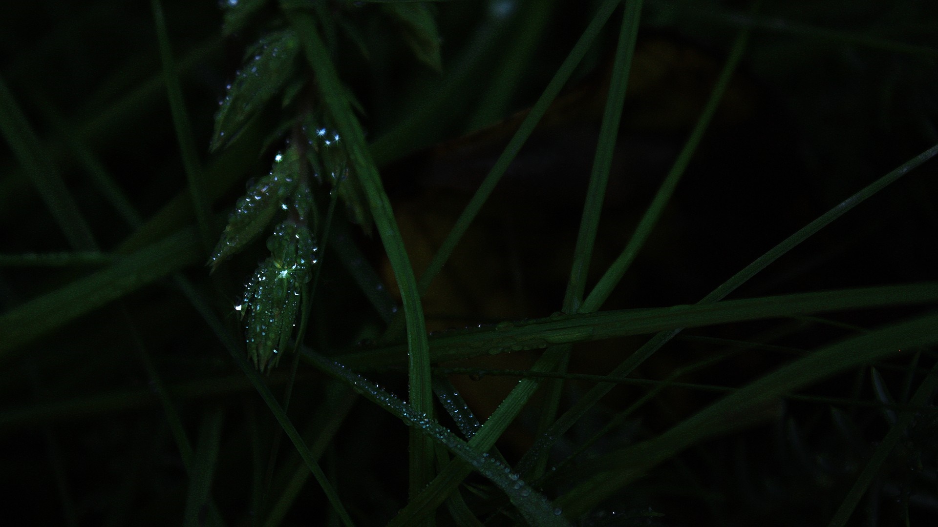 Close-up of grass with dew drops in darkness HD Wallpaper