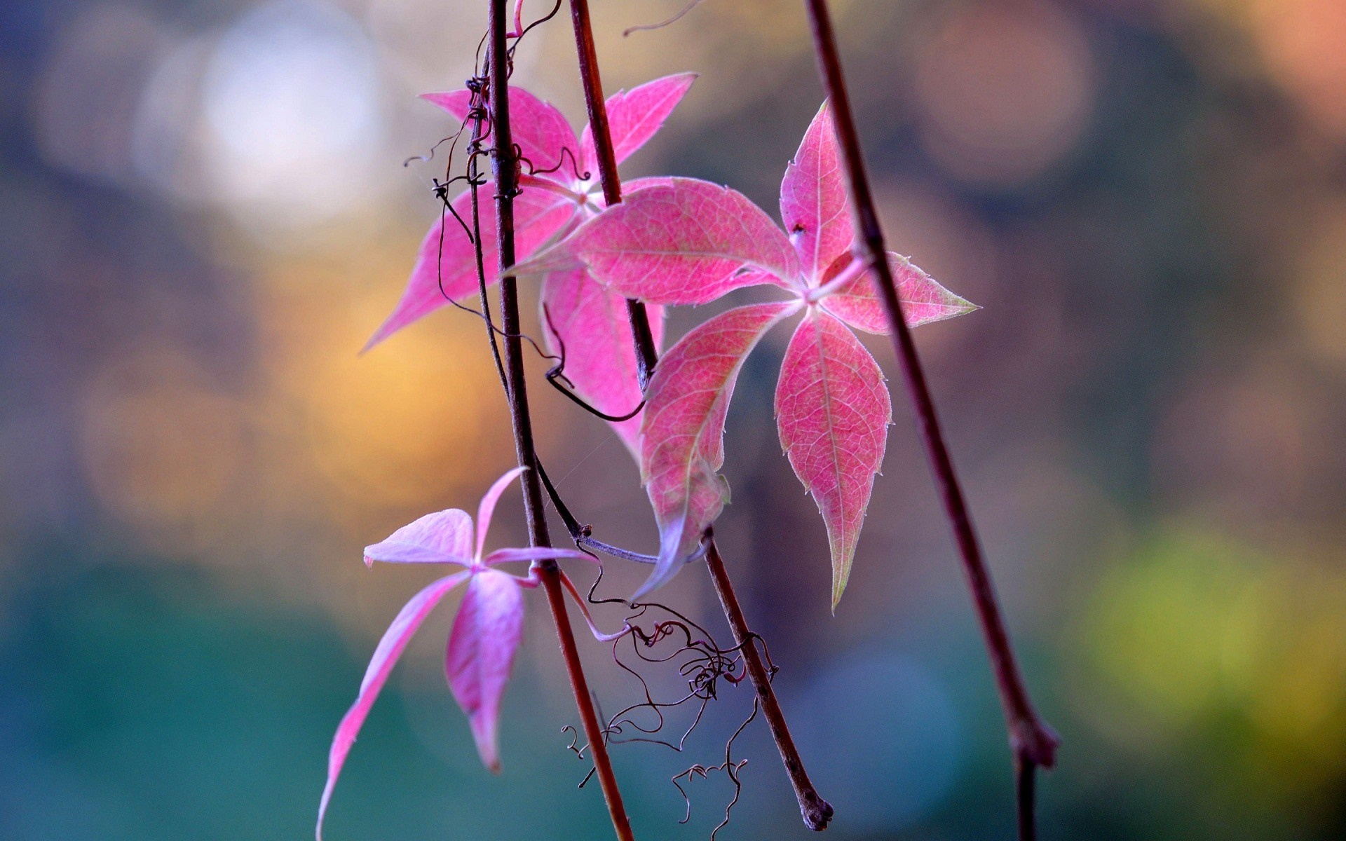 Pink leaves on branches with blurred background HD Wallpaper