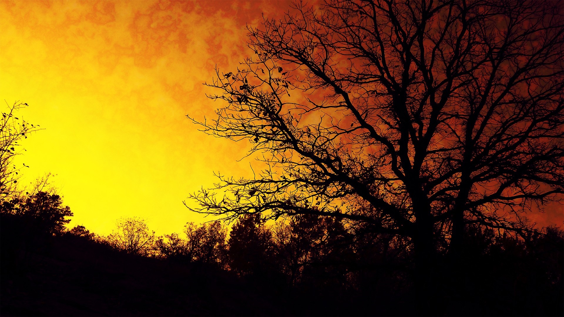 Silhouette of trees against a vibrant sunset sky HD Wallpaper