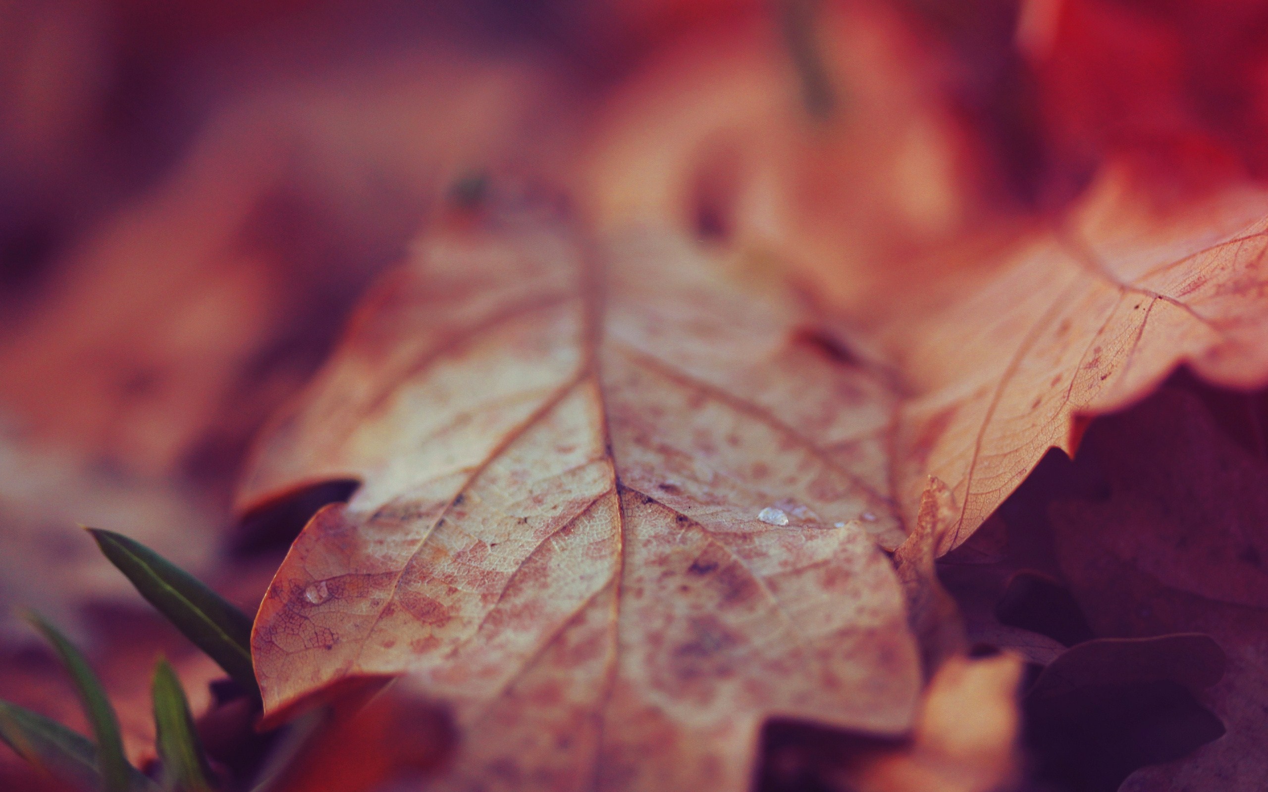 Close-up of autumn leaves with water droplets HD Wallpaper