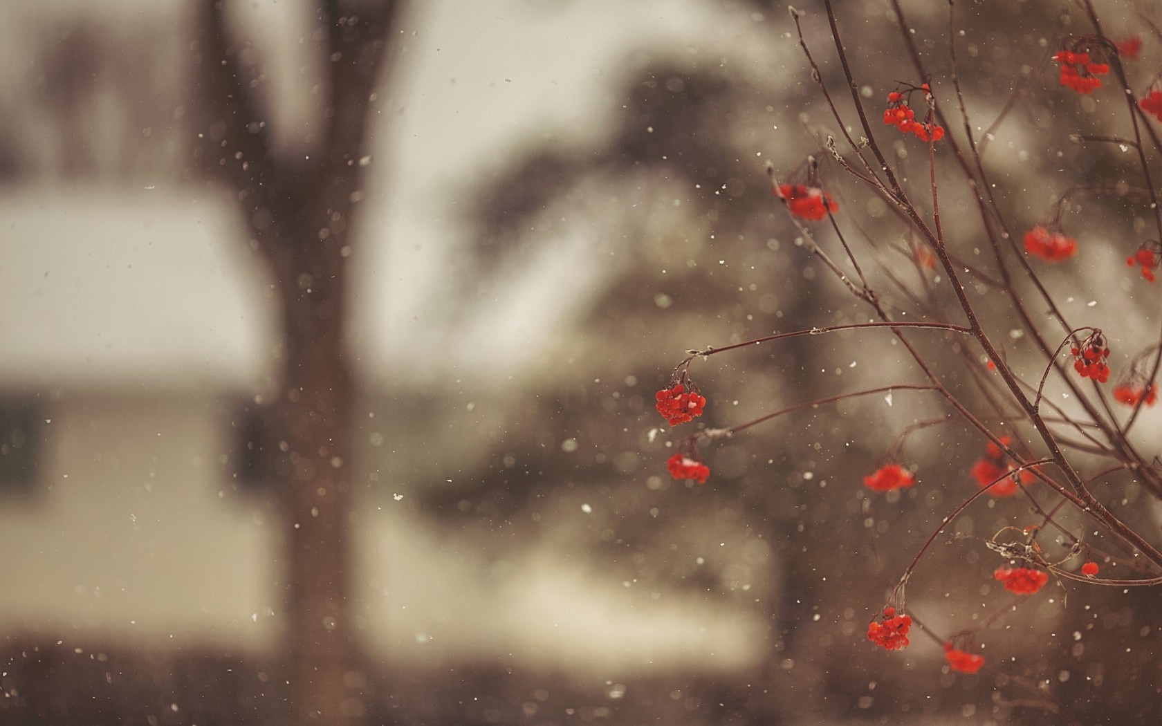 Red berries on branches in falling snow HD Wallpaper