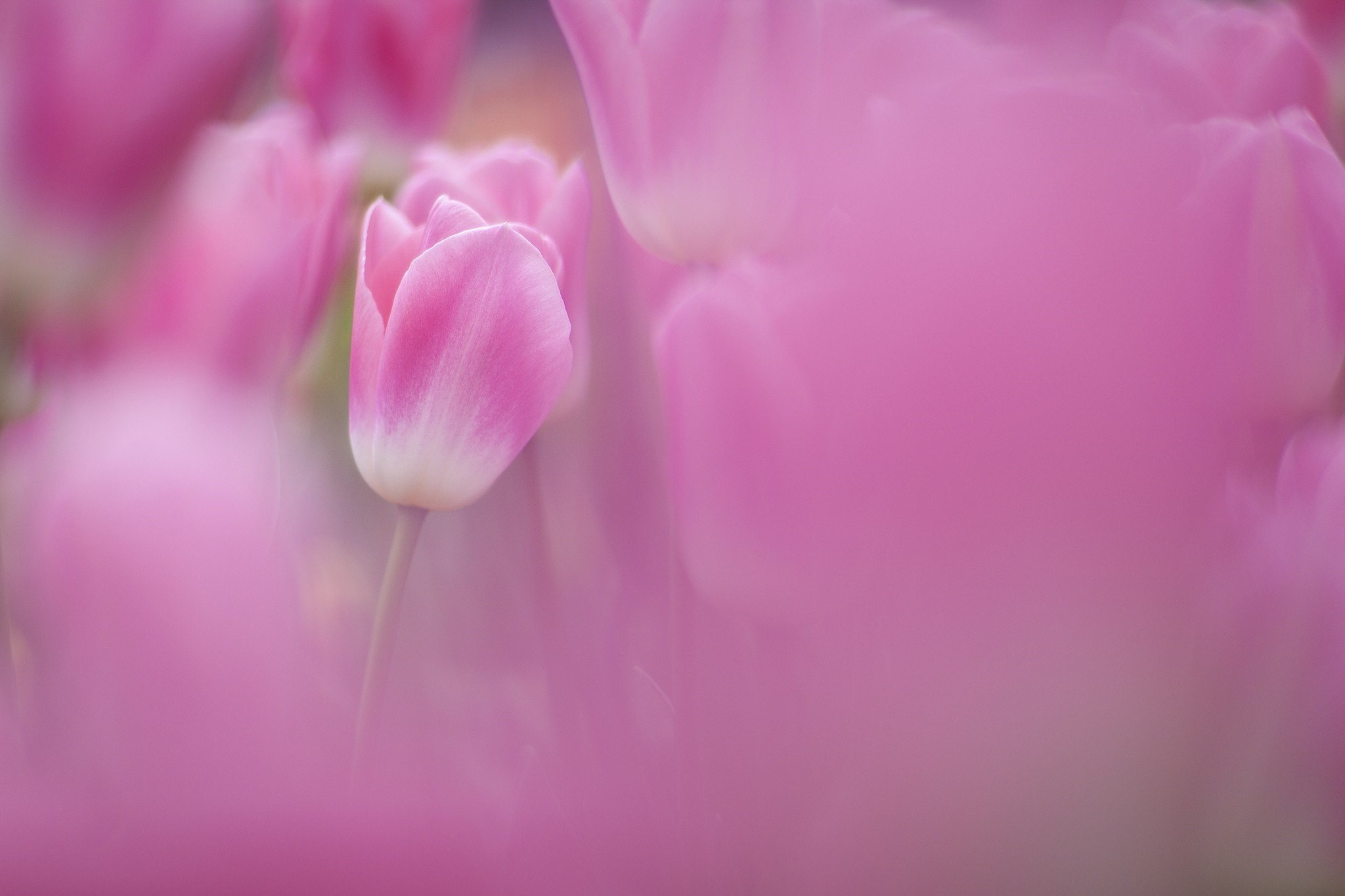 Close up of pink and white tulips HD Wallpaper