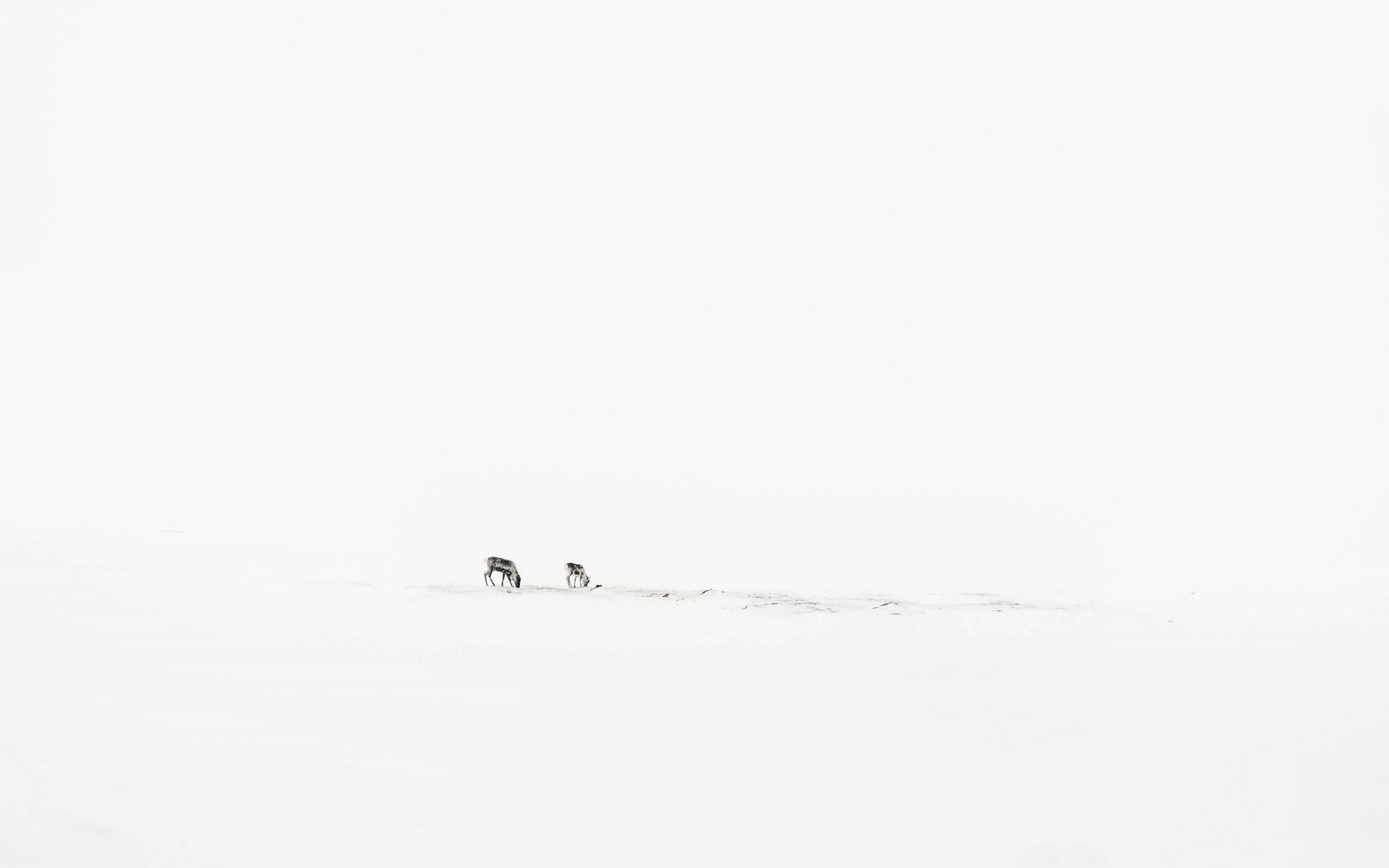 Two reindeer in a snowy landscape HD Wallpaper