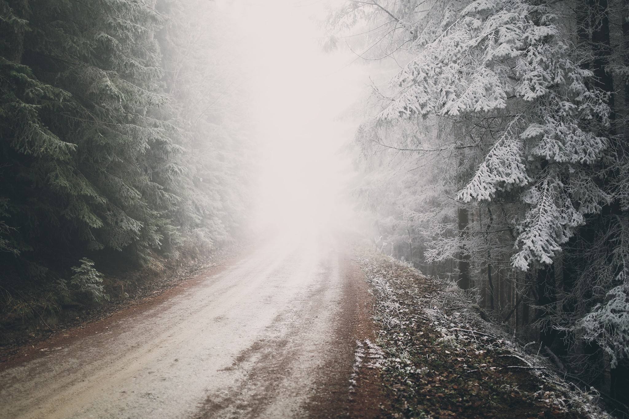 Snowy forest road in fog with sunlight HD Wallpaper