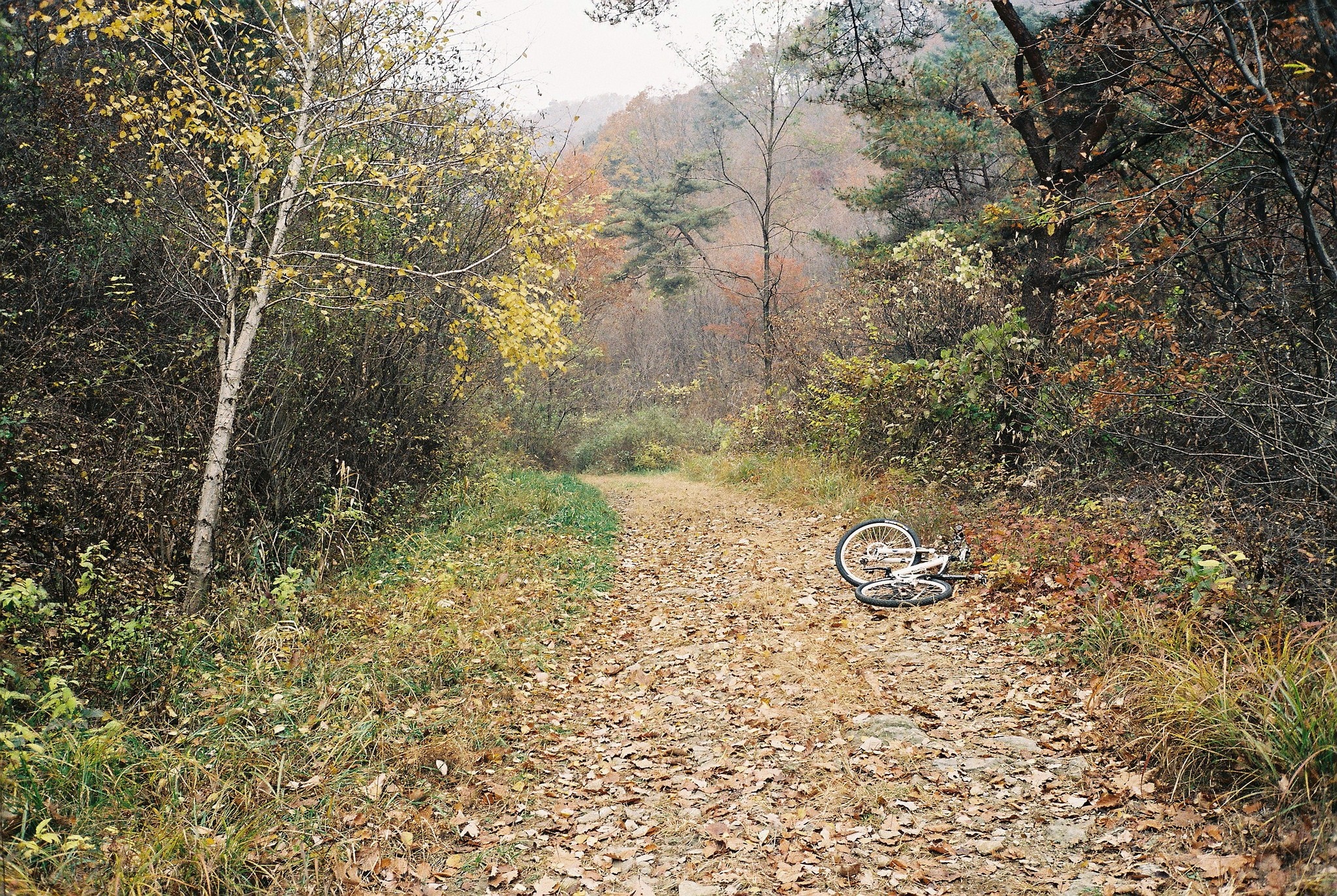 Bicycle lying on a leaf-covered dirt road in an autumn forest HD Wallpaper