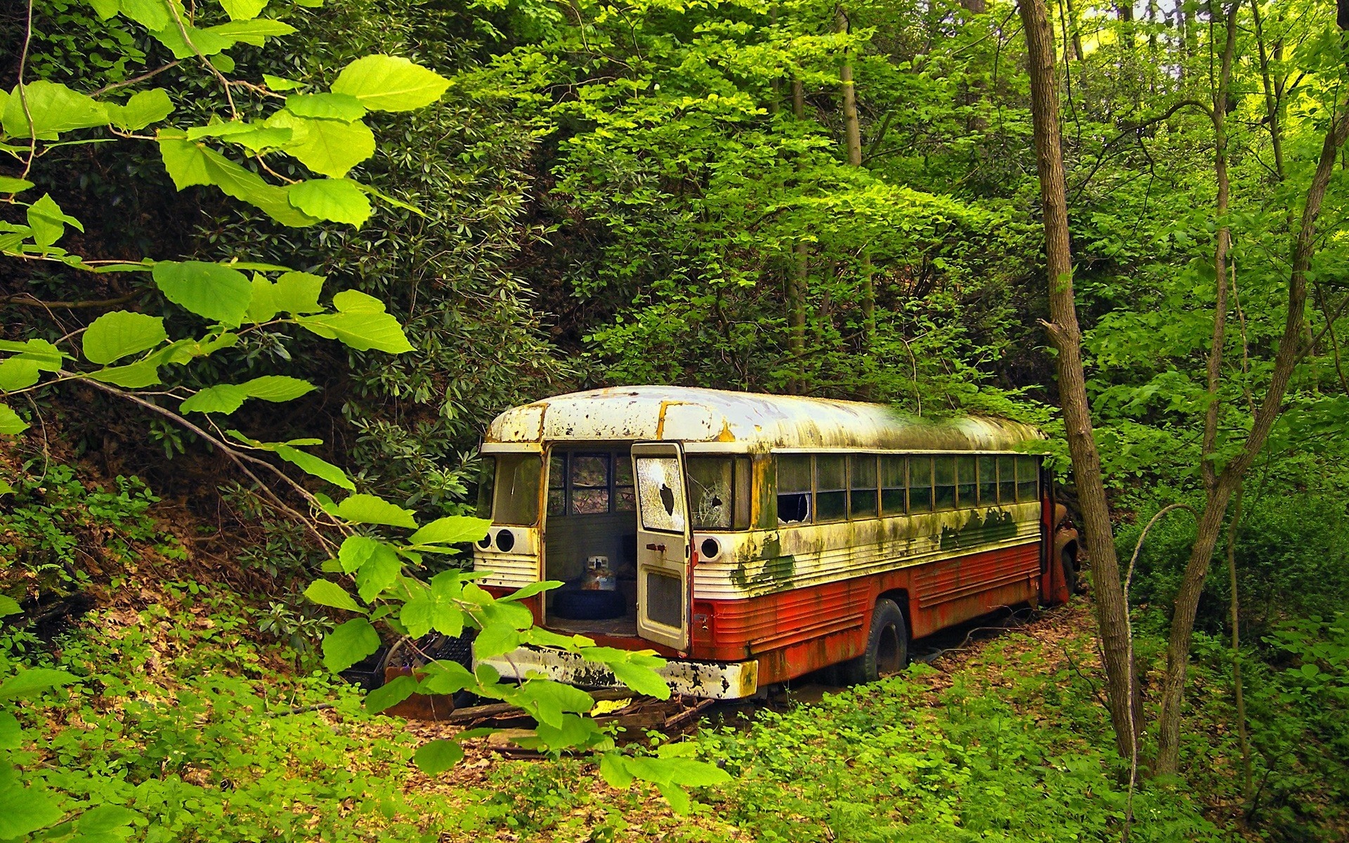 Abandoned bus in a lush green forest HD Wallpaper