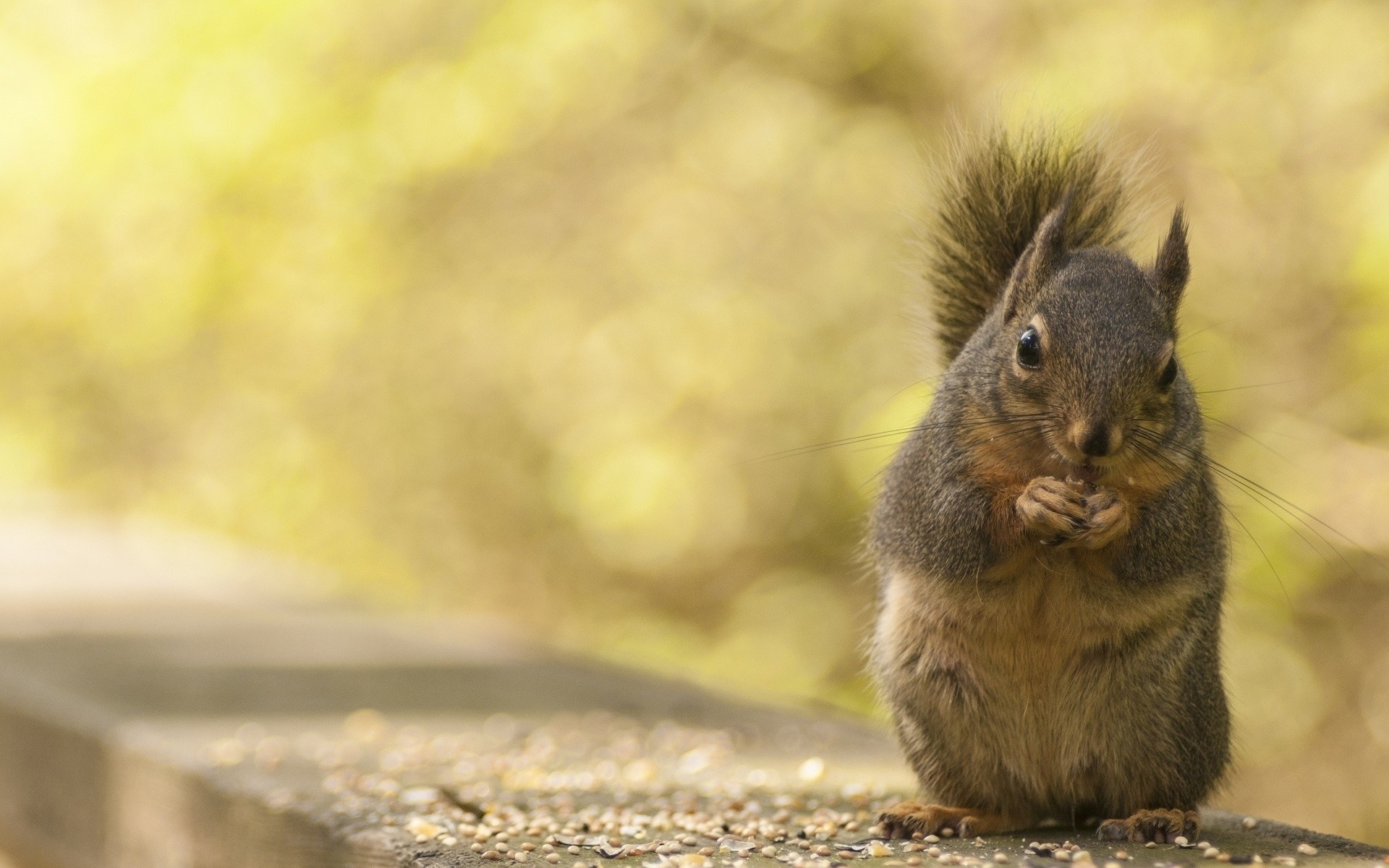A squirrel eating seeds on a wooden surface HD Wallpaper