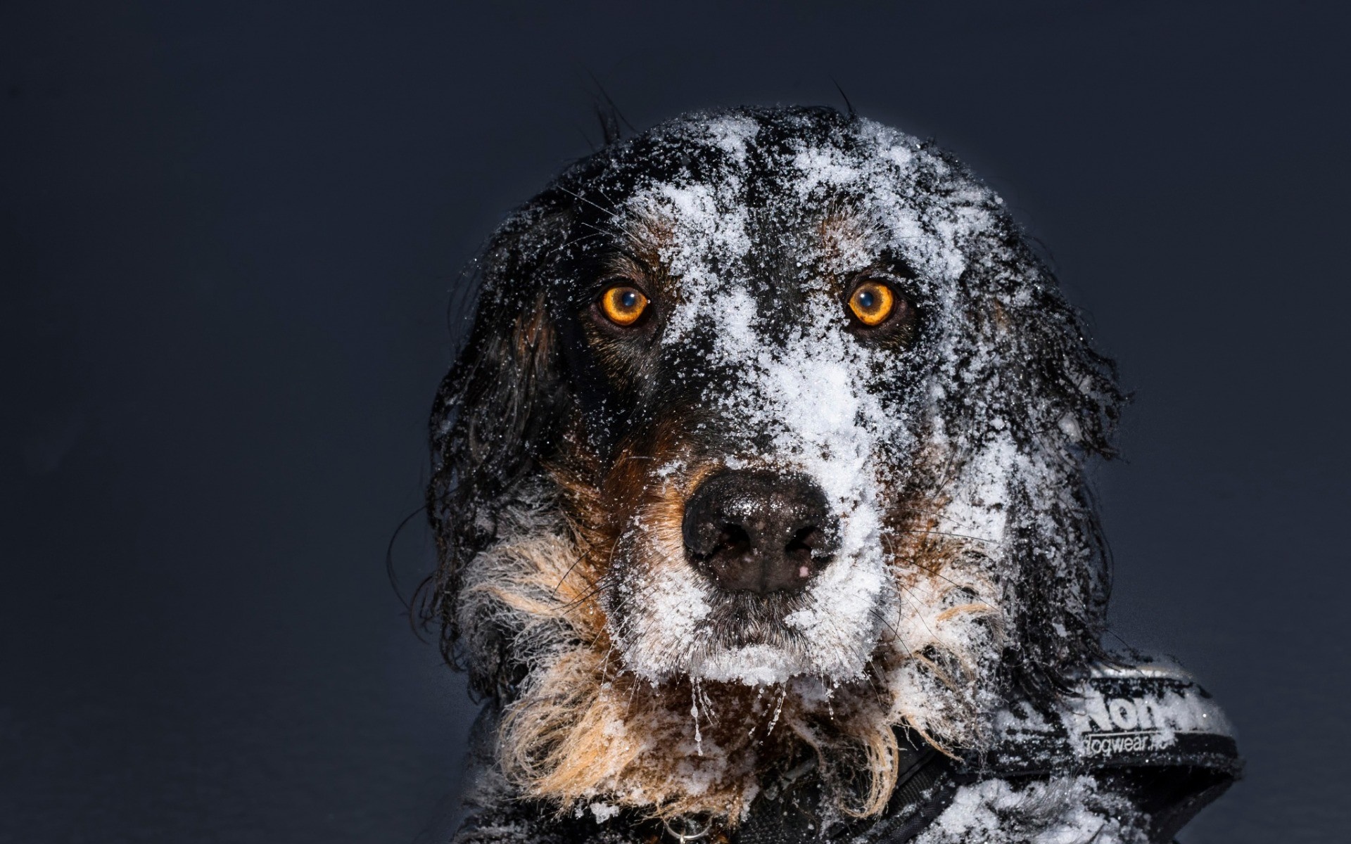 Dog covered in snow with bright yellow eyes HD Wallpaper