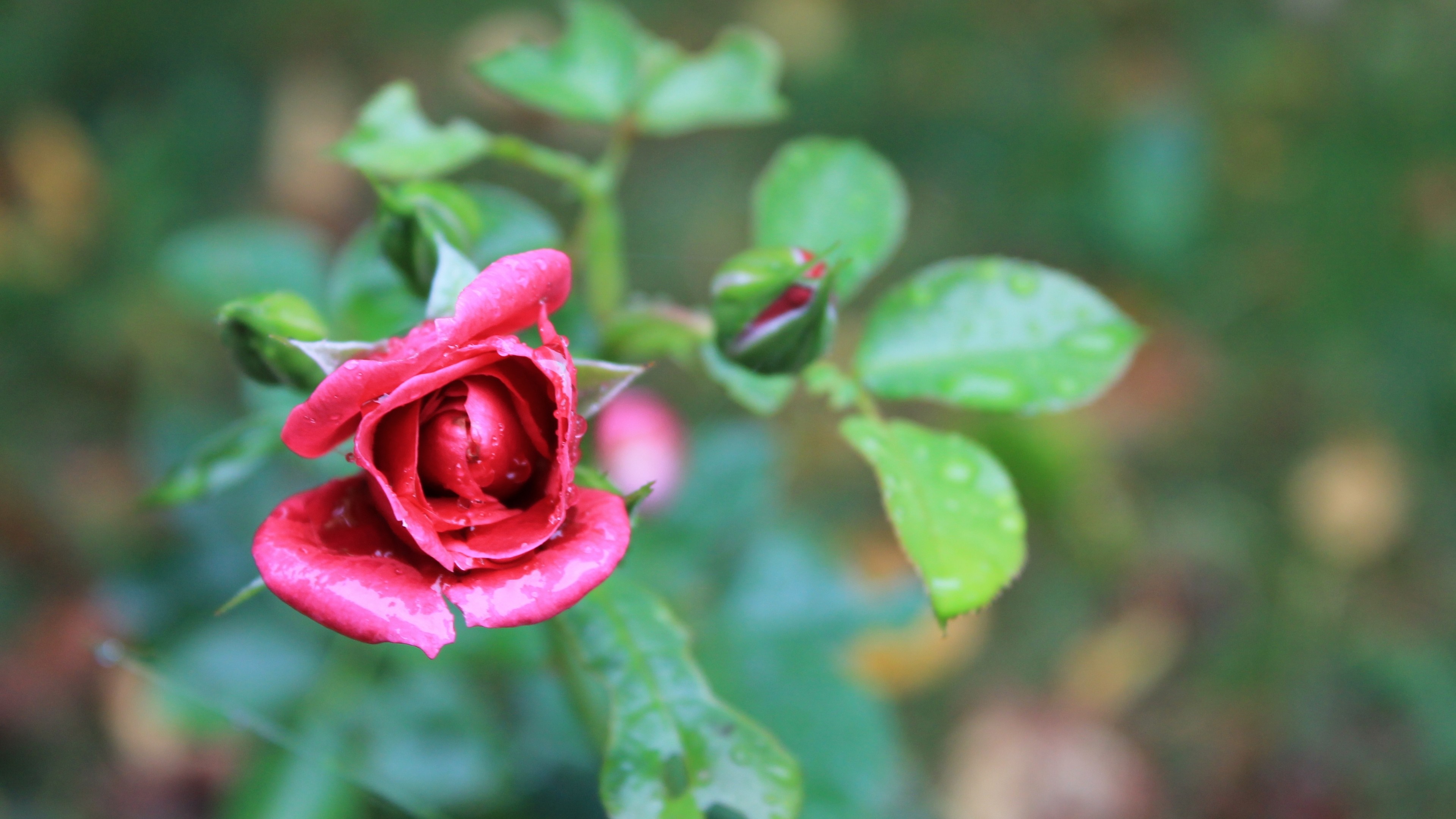 Close up of a pink rose with water droplets HD Wallpaper