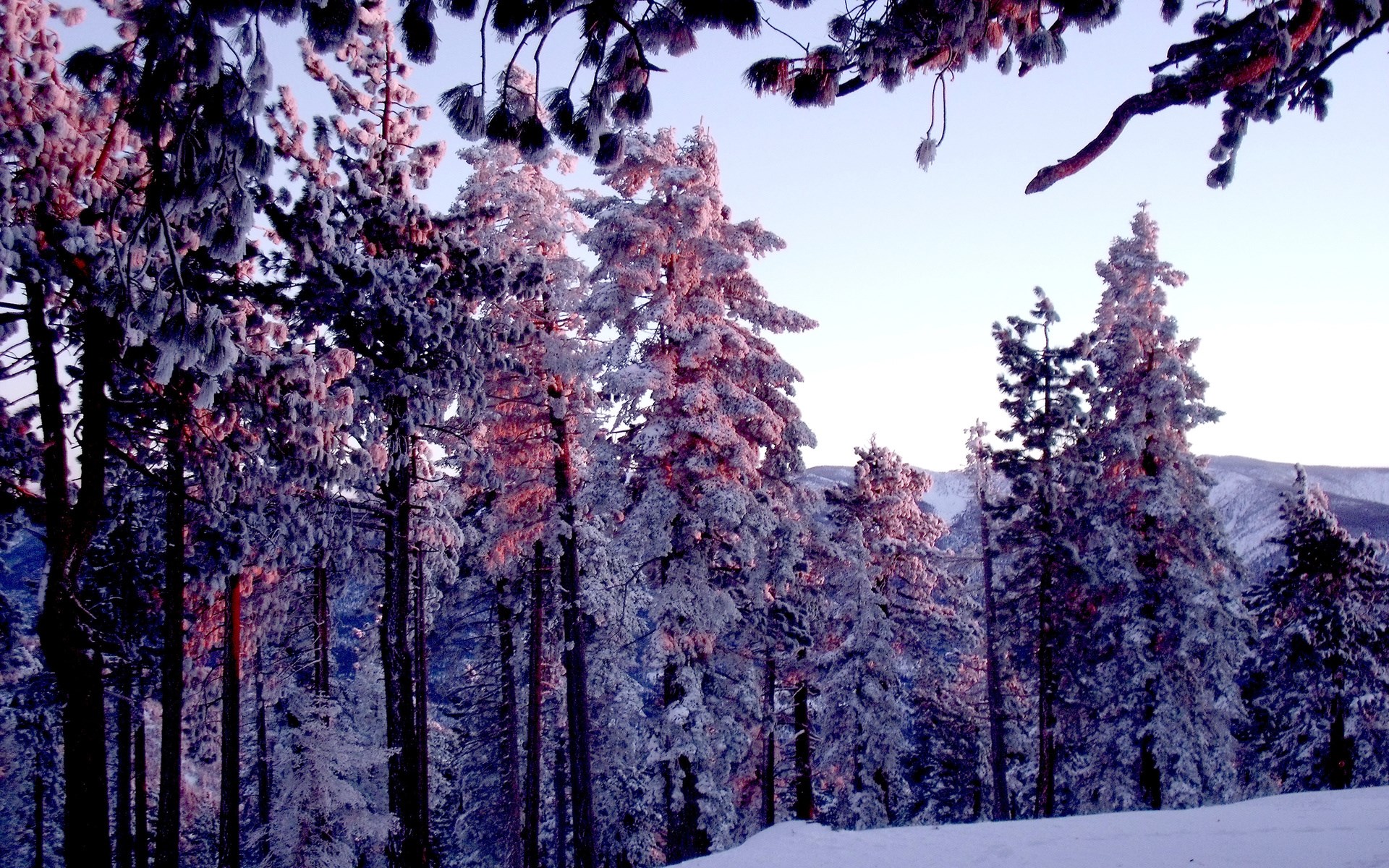 Snow-covered pine trees at sunrise HD Wallpaper