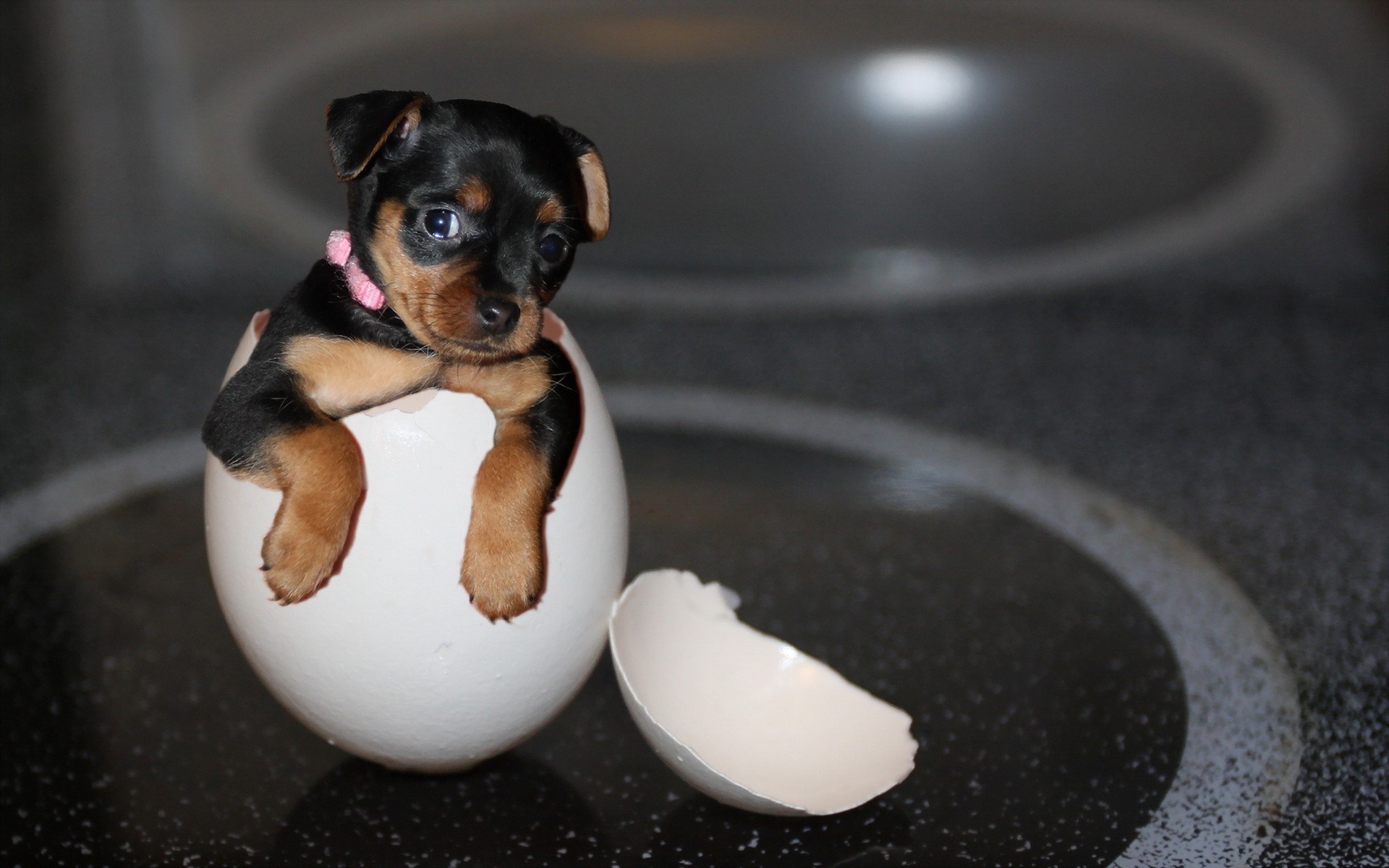 Puppy in a cracked eggshell HD Wallpaper