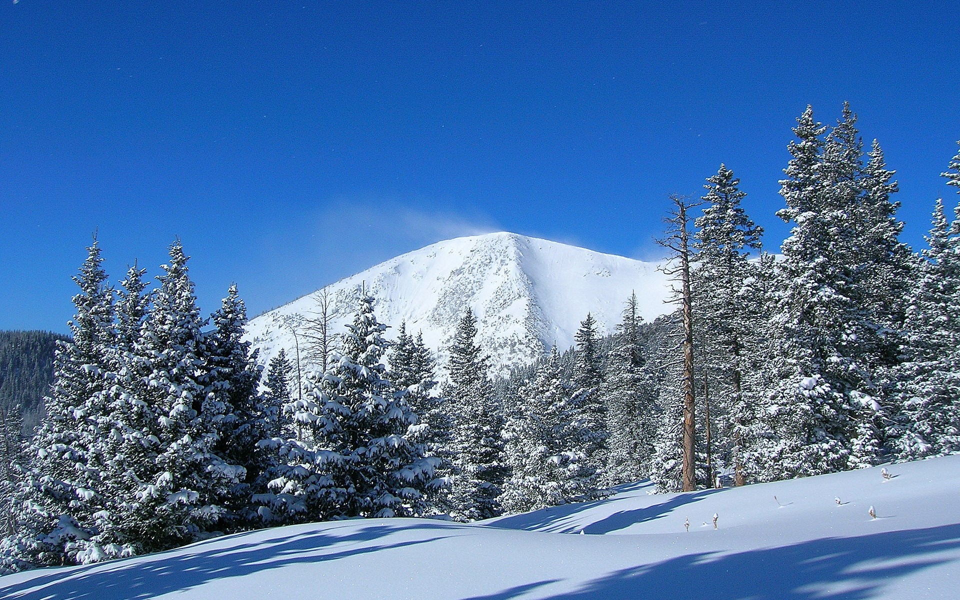 Snow-covered mountain peak and pine trees under a clear blue sky HD Wallpaper