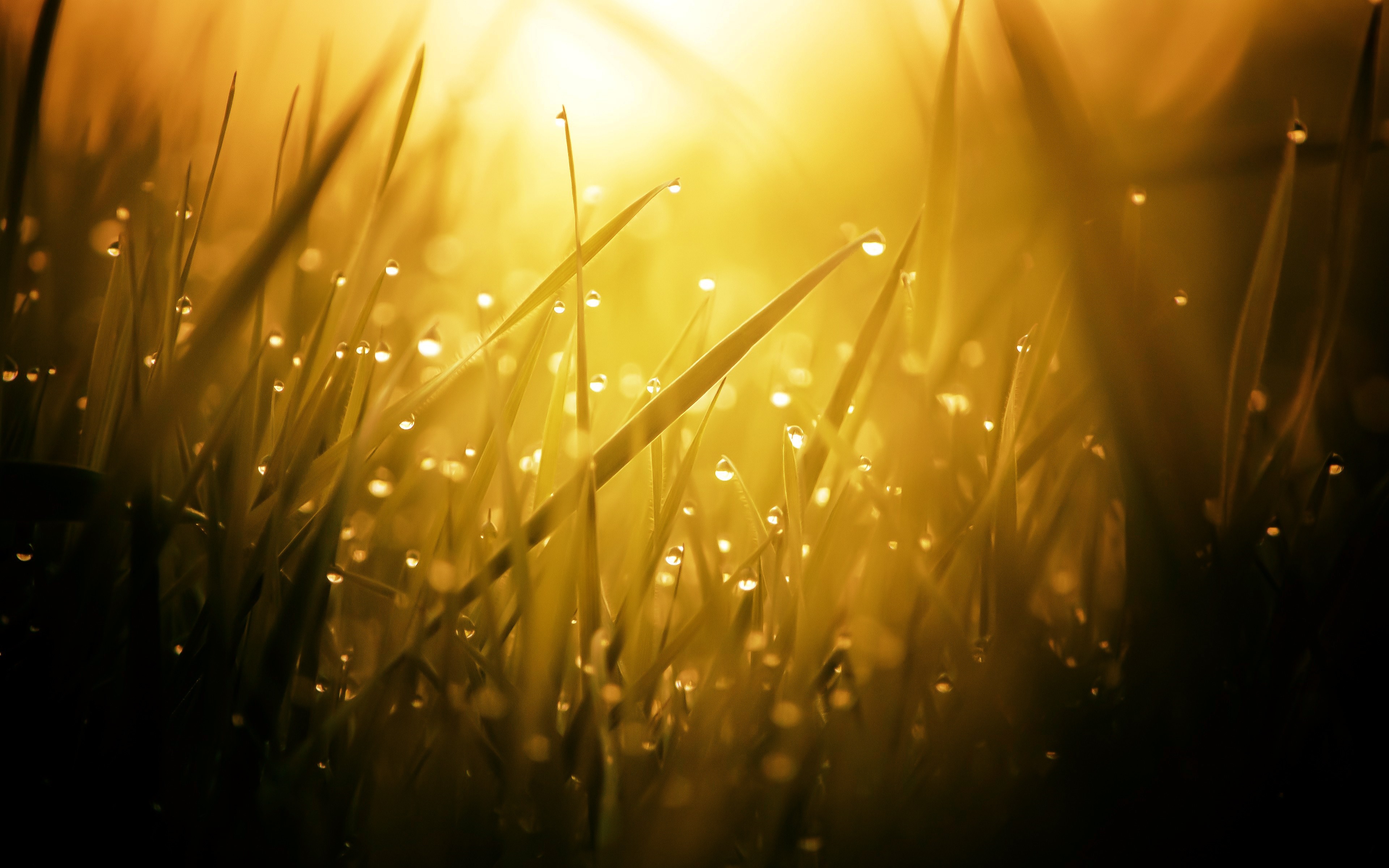 Macro photography of grass with water drops in sunlight HD Wallpaper