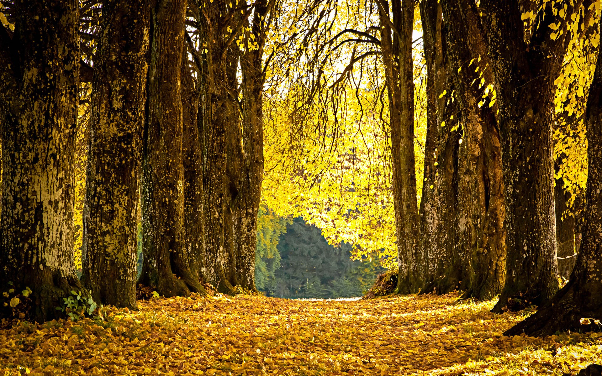 A tree-lined path covered in autumn leaves HD Wallpaper