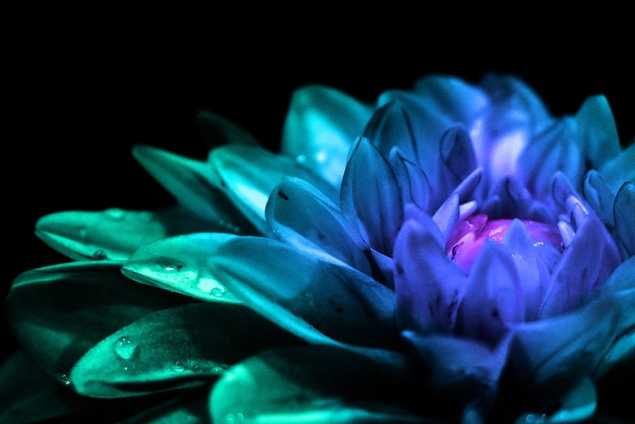 Close-up of a blue and green flower with water droplets HD Wallpaper
