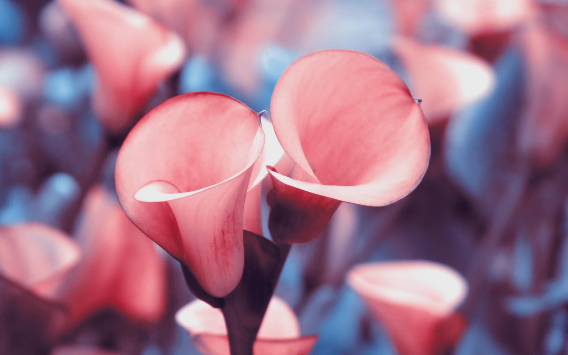 Close up of pink calla lilies with blurred background HD Wallpaper