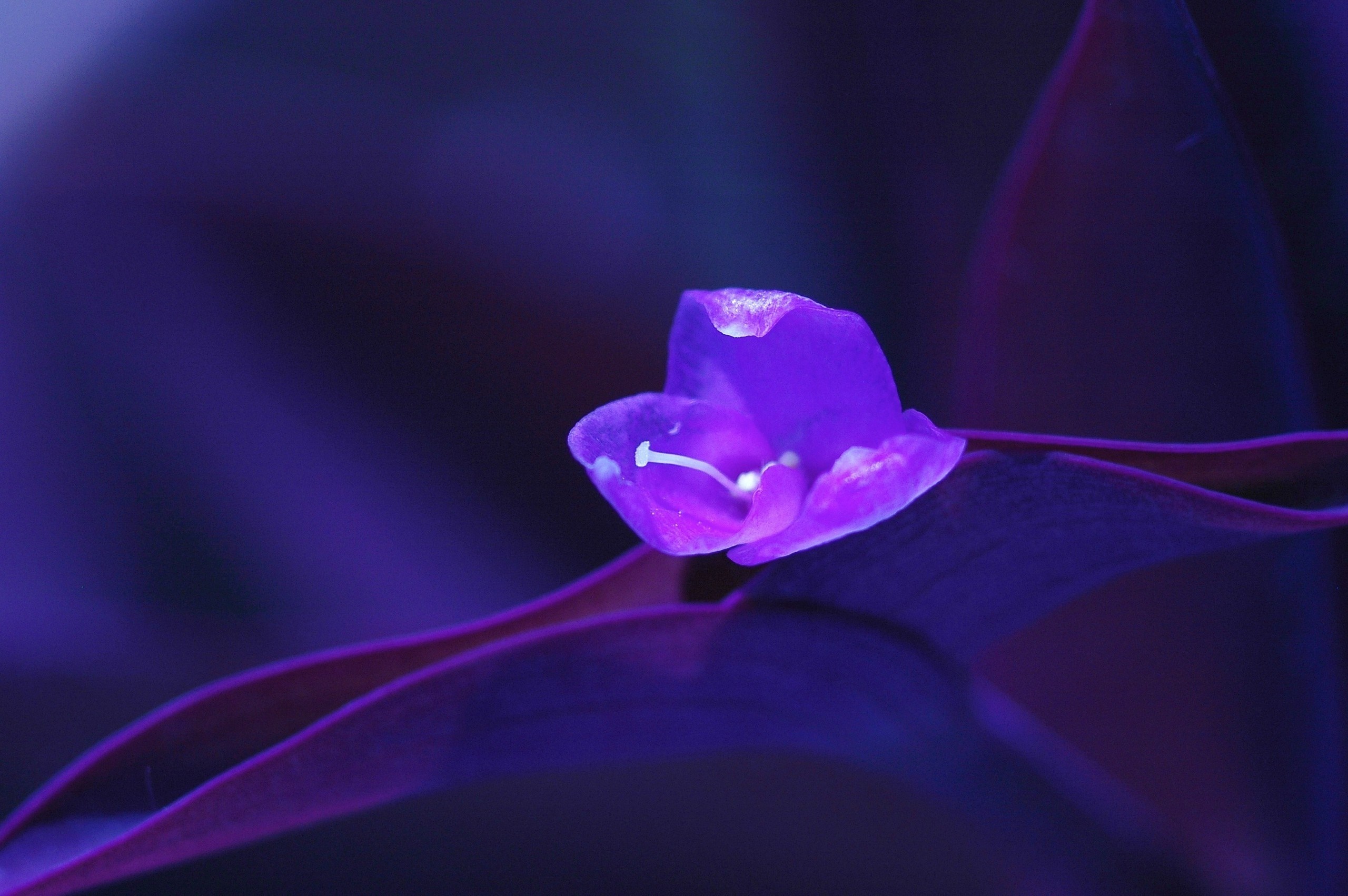 Purple flower and leaves macro photography HD Wallpaper