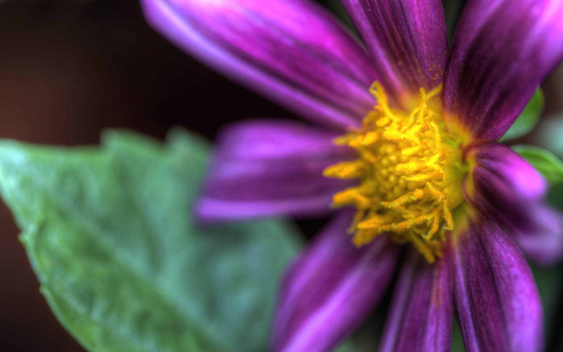 Close-up of a purple flower with a yellow center and green leaf HD Wallpaper