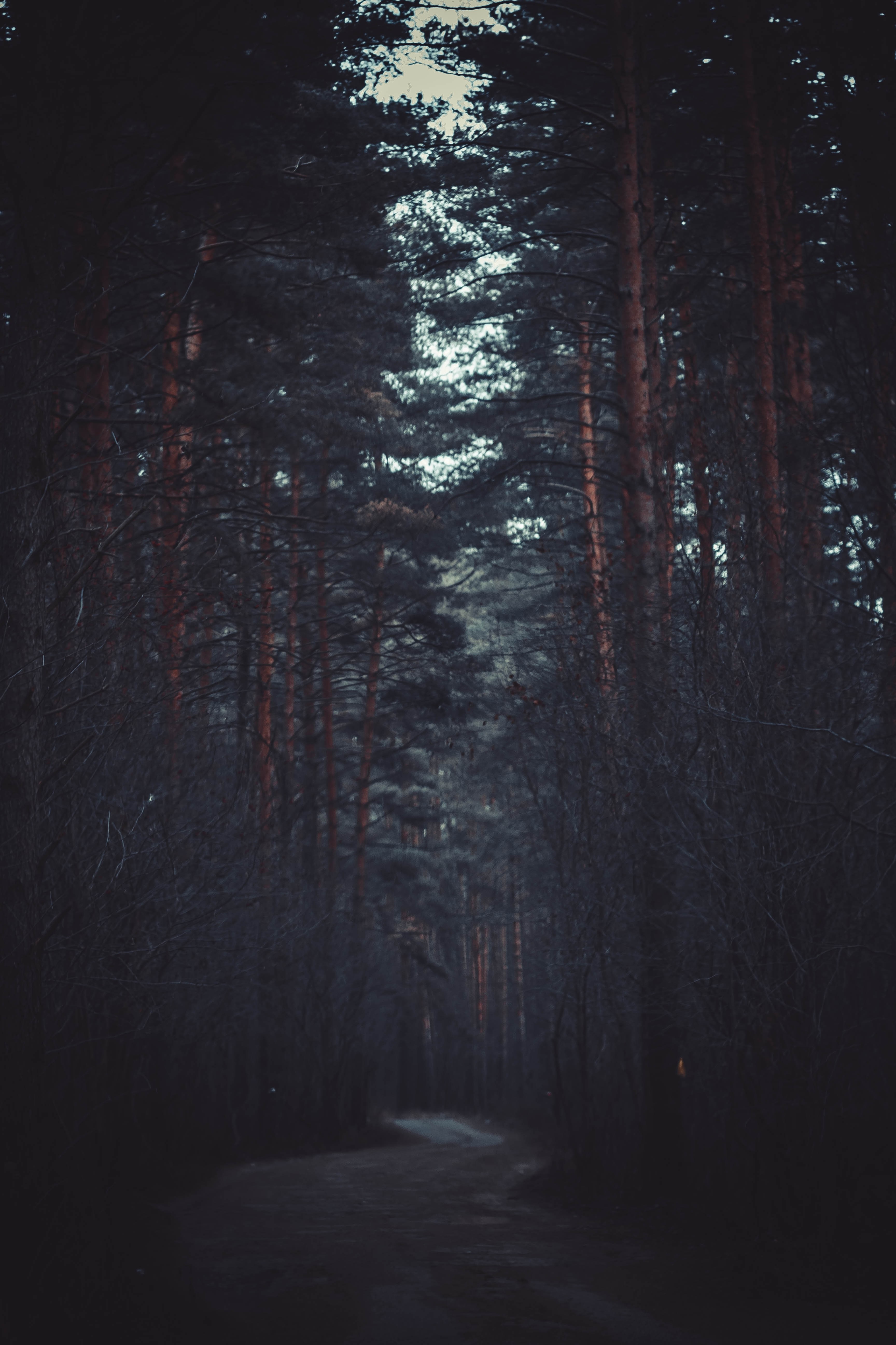 Dark forest path with tall pine trees HD Wallpaper
