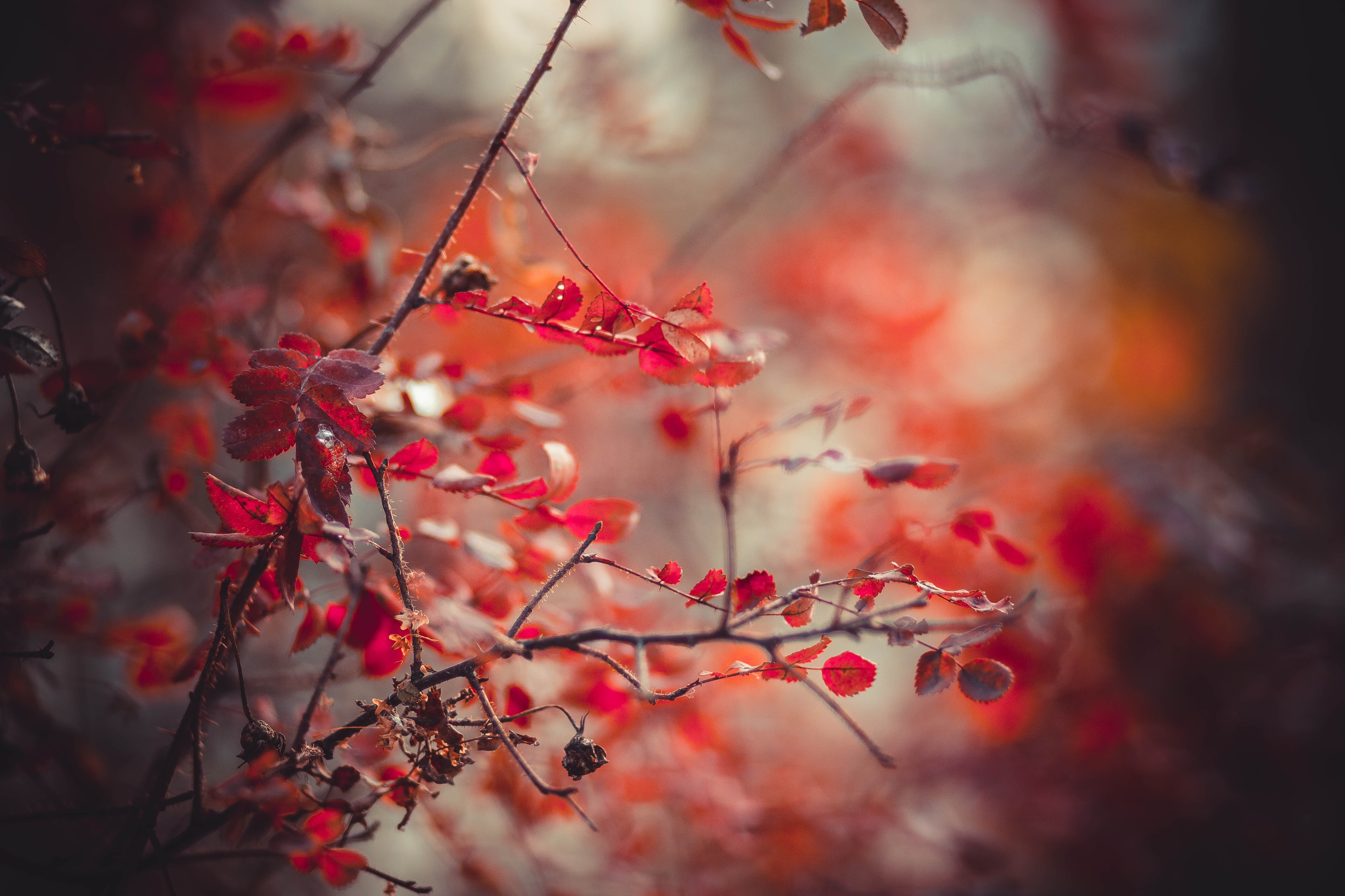 Red leaves on a thorny branch in autumn sunlight HD Wallpaper