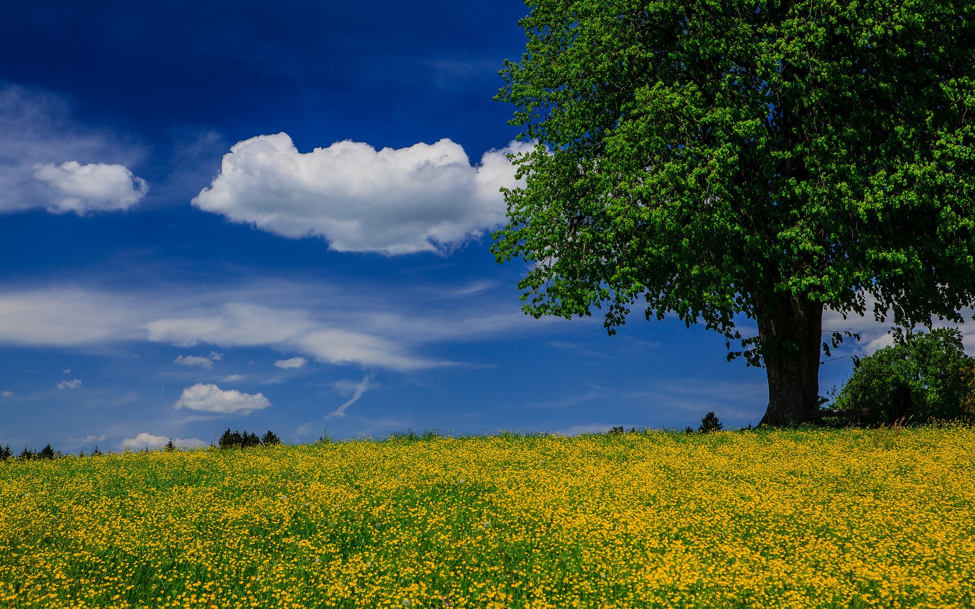 A lone tree in a field of yellow flowers under a blue sky HD Wallpaper