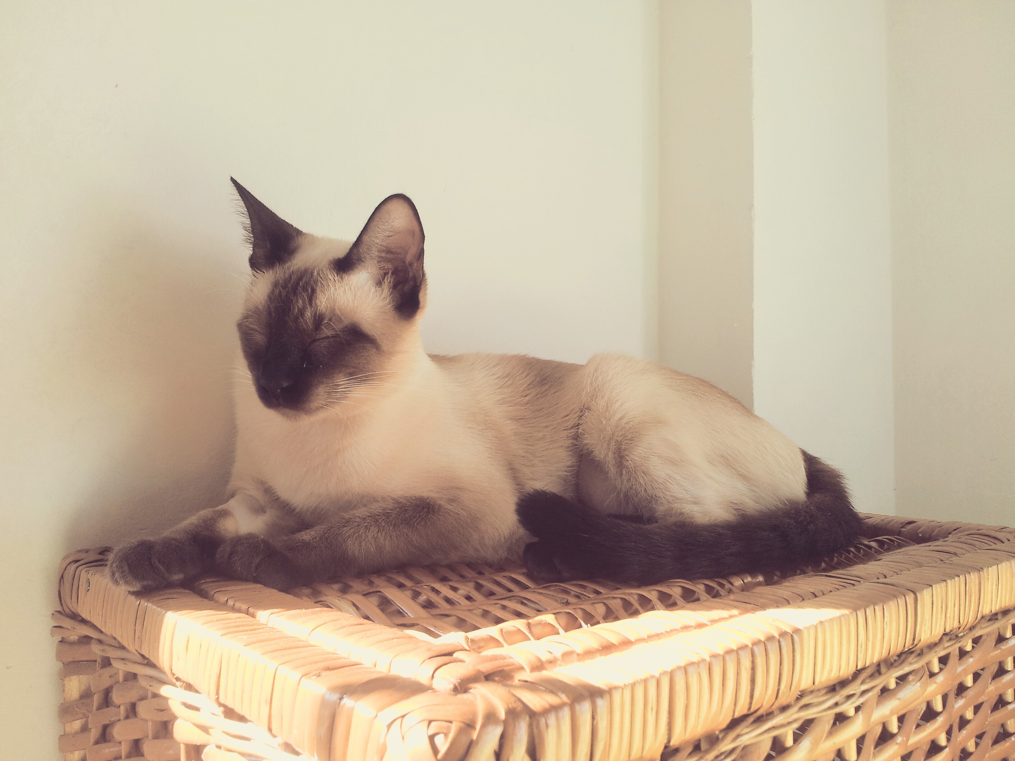 Siamese cat resting on a wicker surface HD Wallpaper