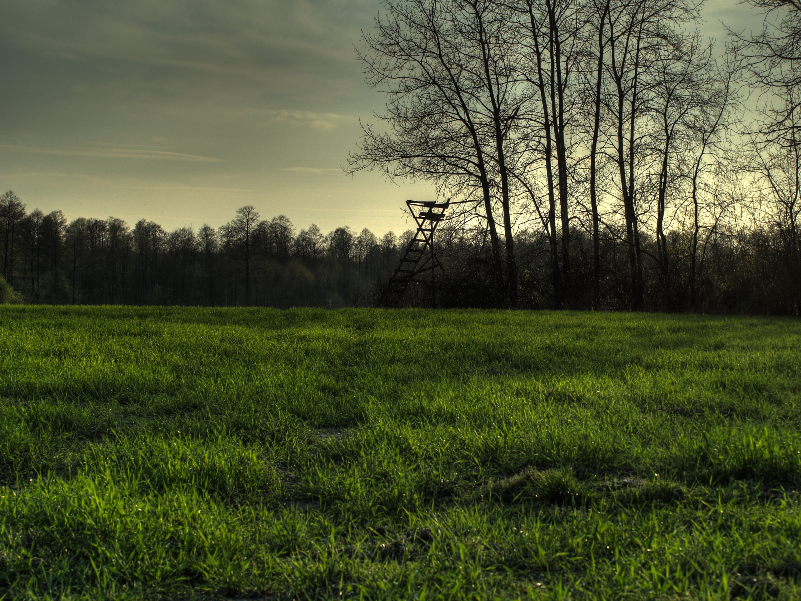 A hunting stand in a grassy field with trees and a forest. HD Wallpaper