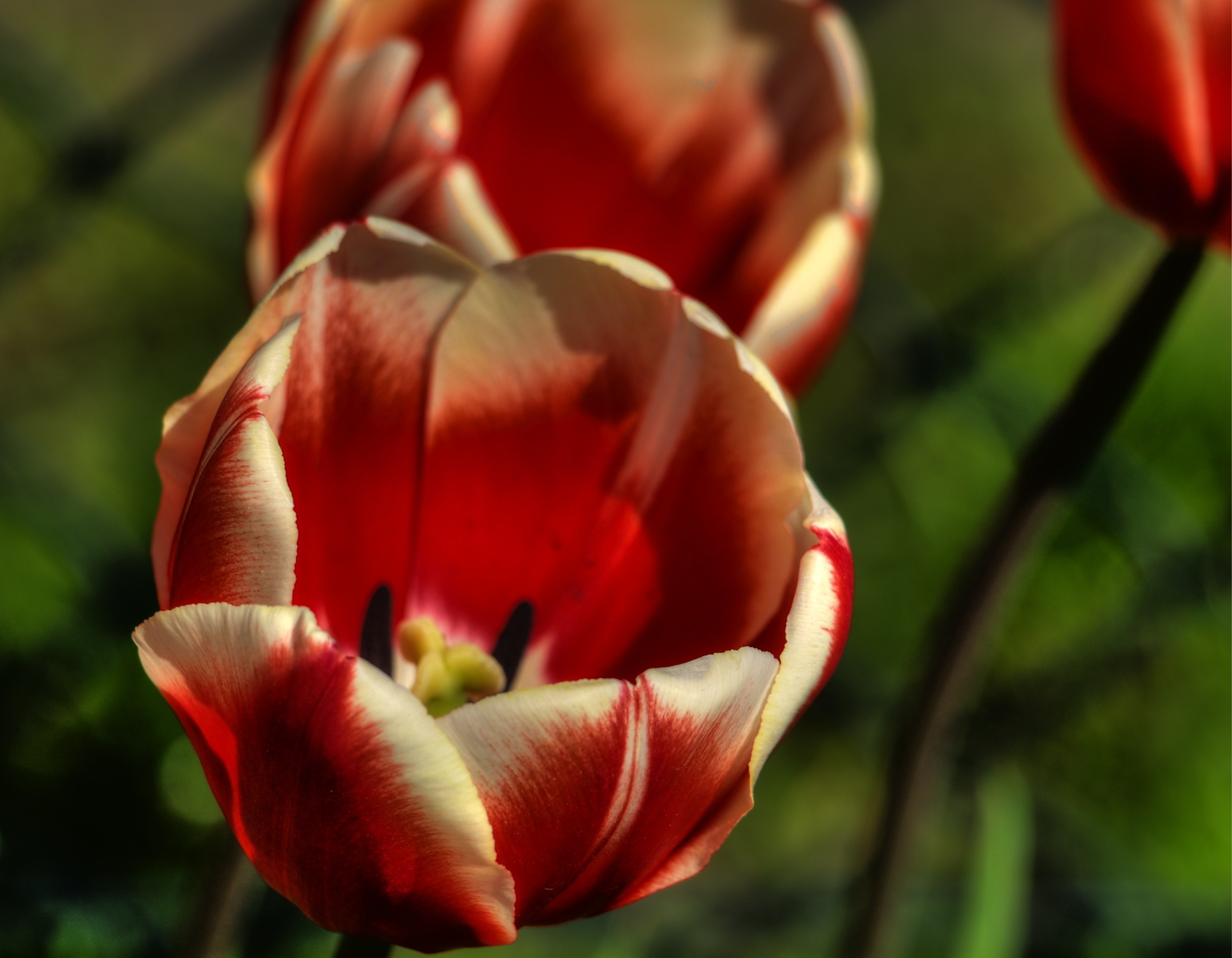 Close up of red and white tulips HD Wallpaper