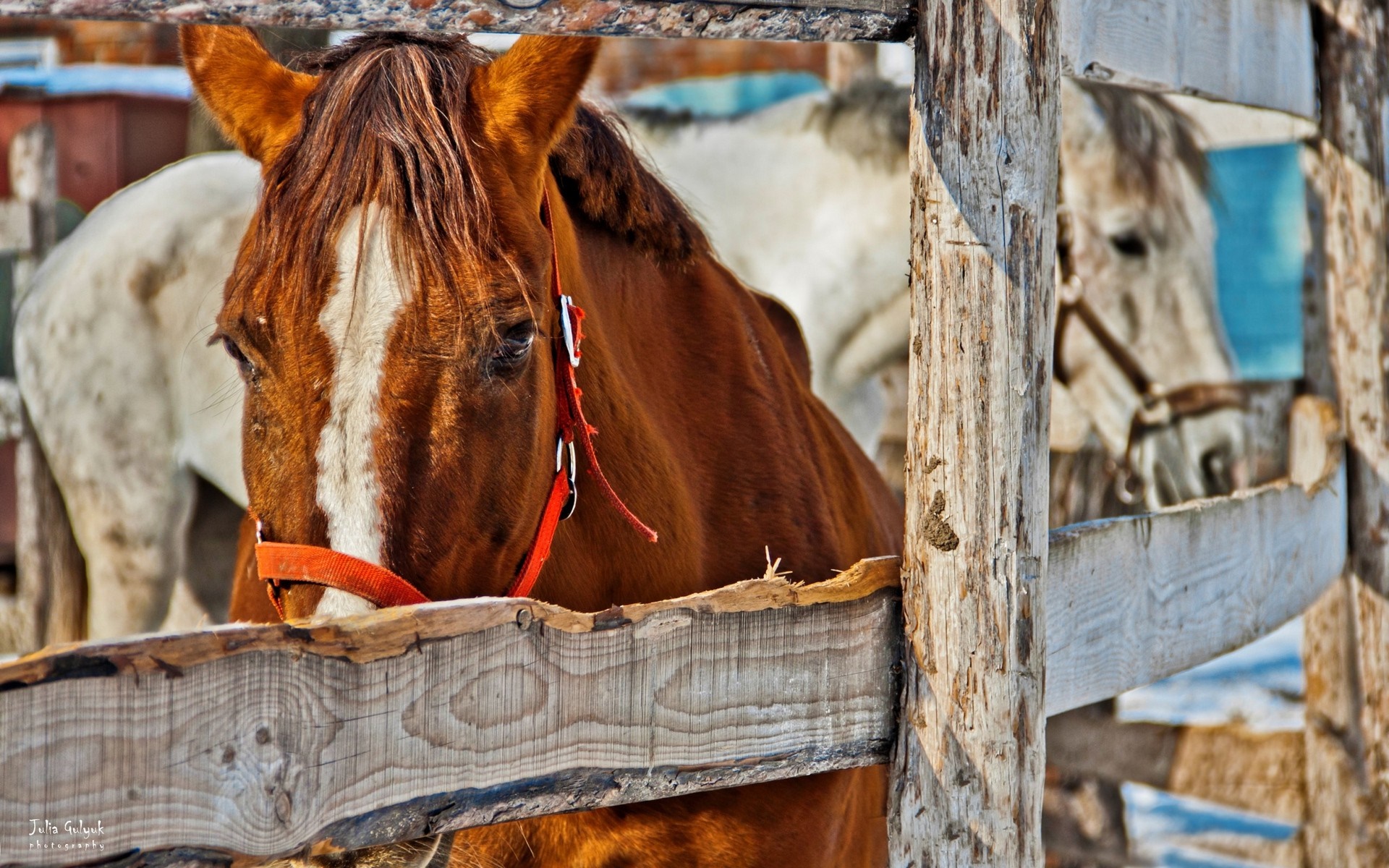 Brown horse with white stripe in wooden fence HD Wallpaper