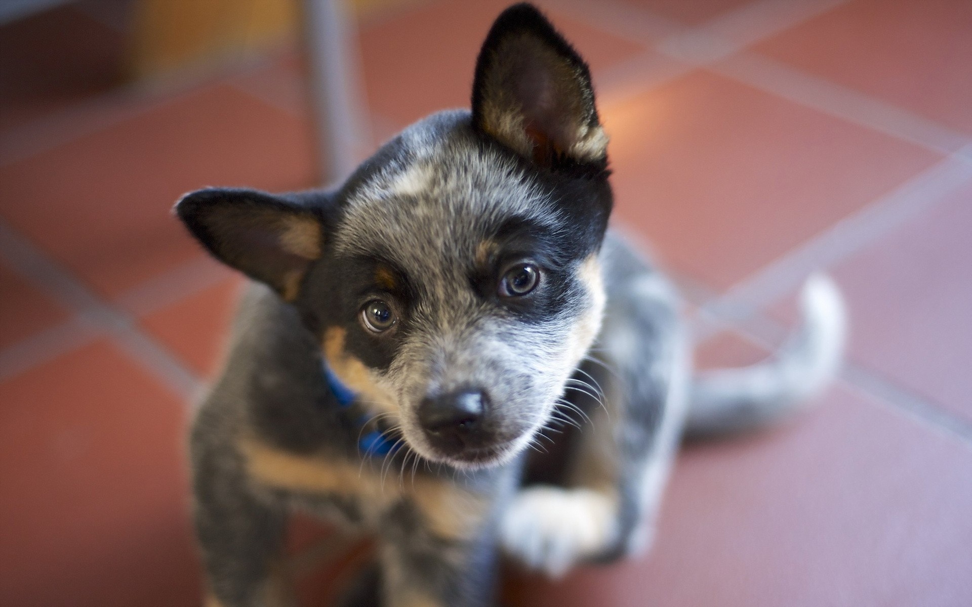Puppy of Australian Cattle Dog breed HD Wallpaper