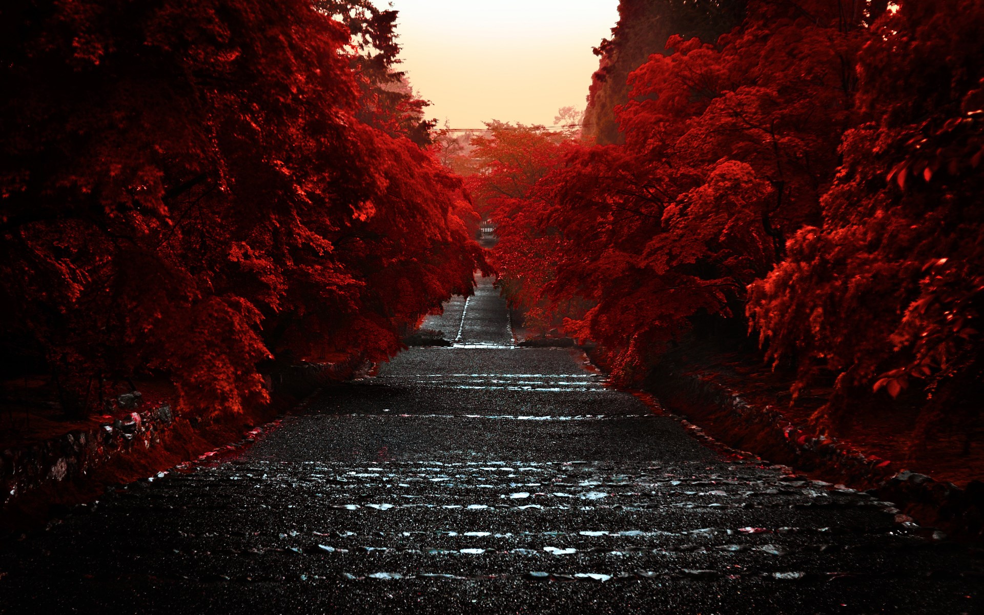 Stone steps lined with red trees HD Wallpaper