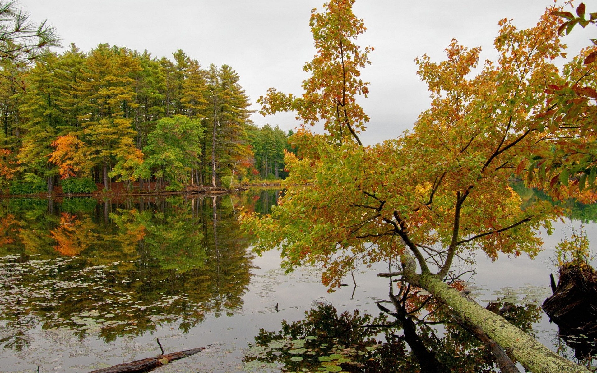 Autumn forest reflected in a calm lake HD Wallpaper