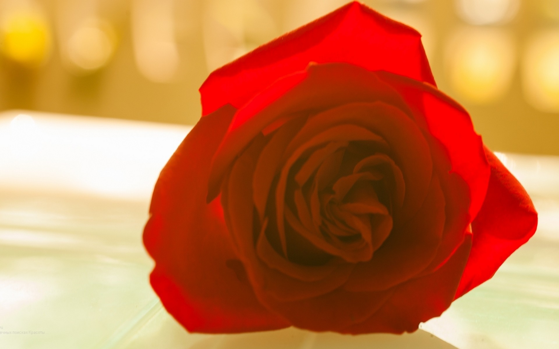 Close up of a red rose with soft yellow background HD Wallpaper