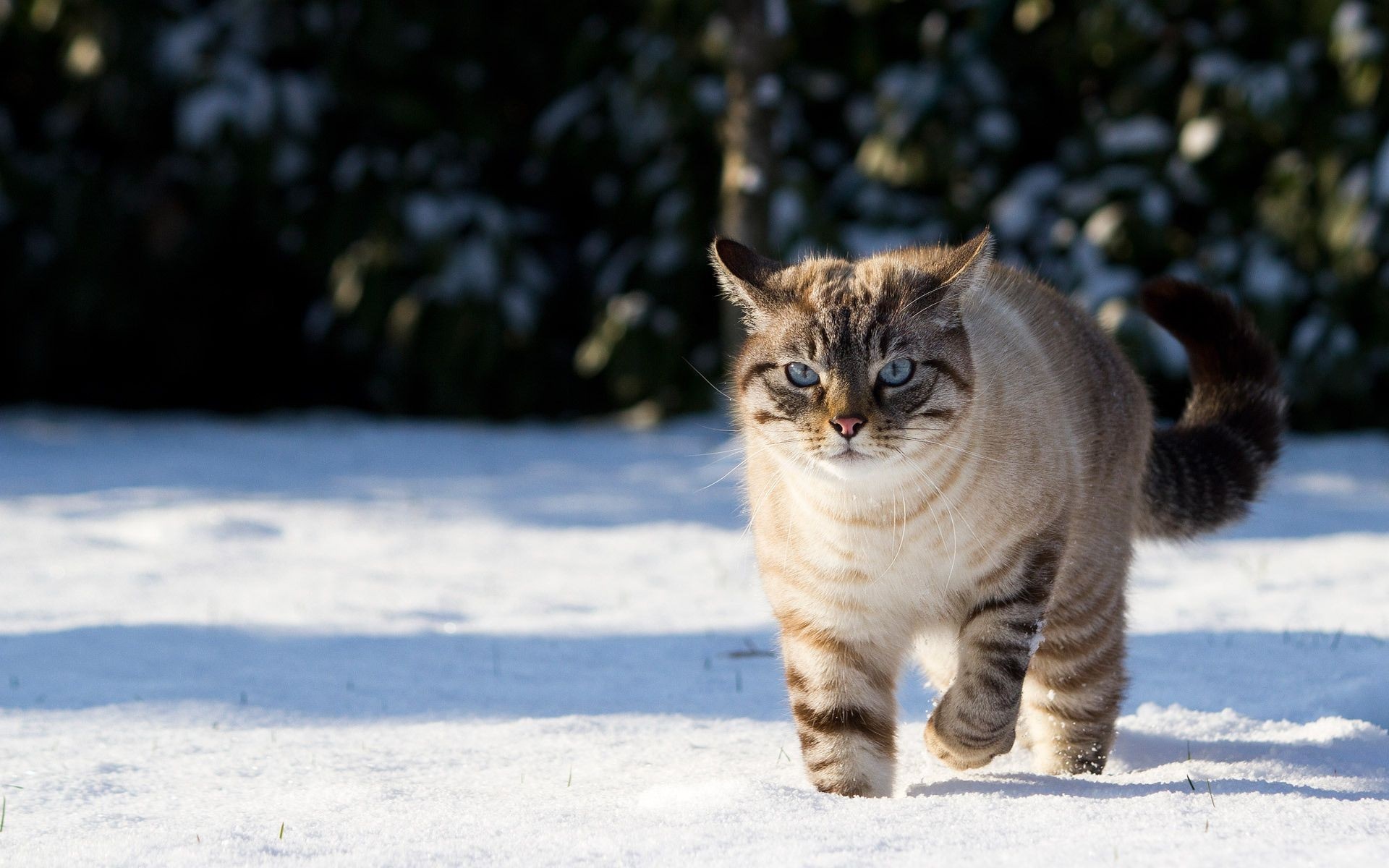 A tabby cat with blue eyes walks in the snow HD Wallpaper