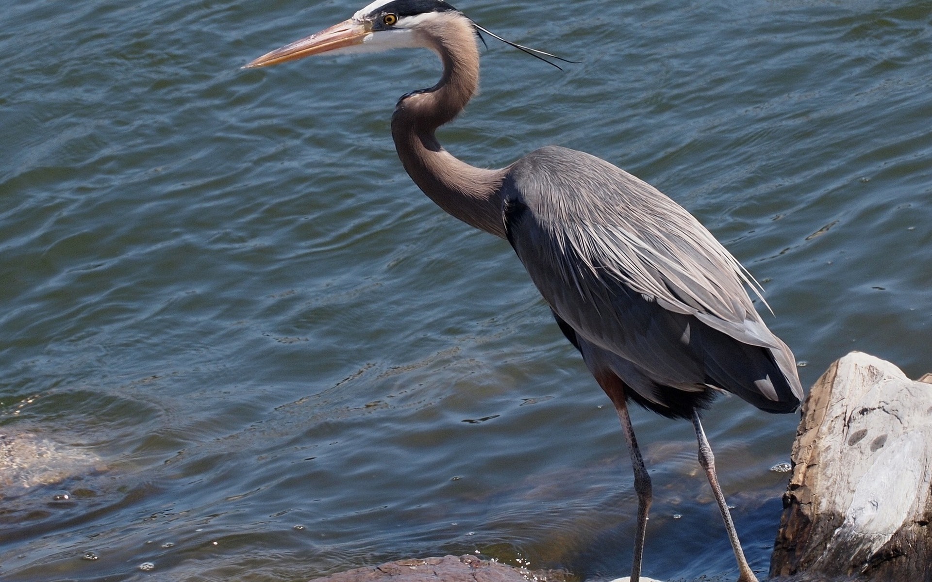 Great Blue Heron standing by the water HD Wallpaper