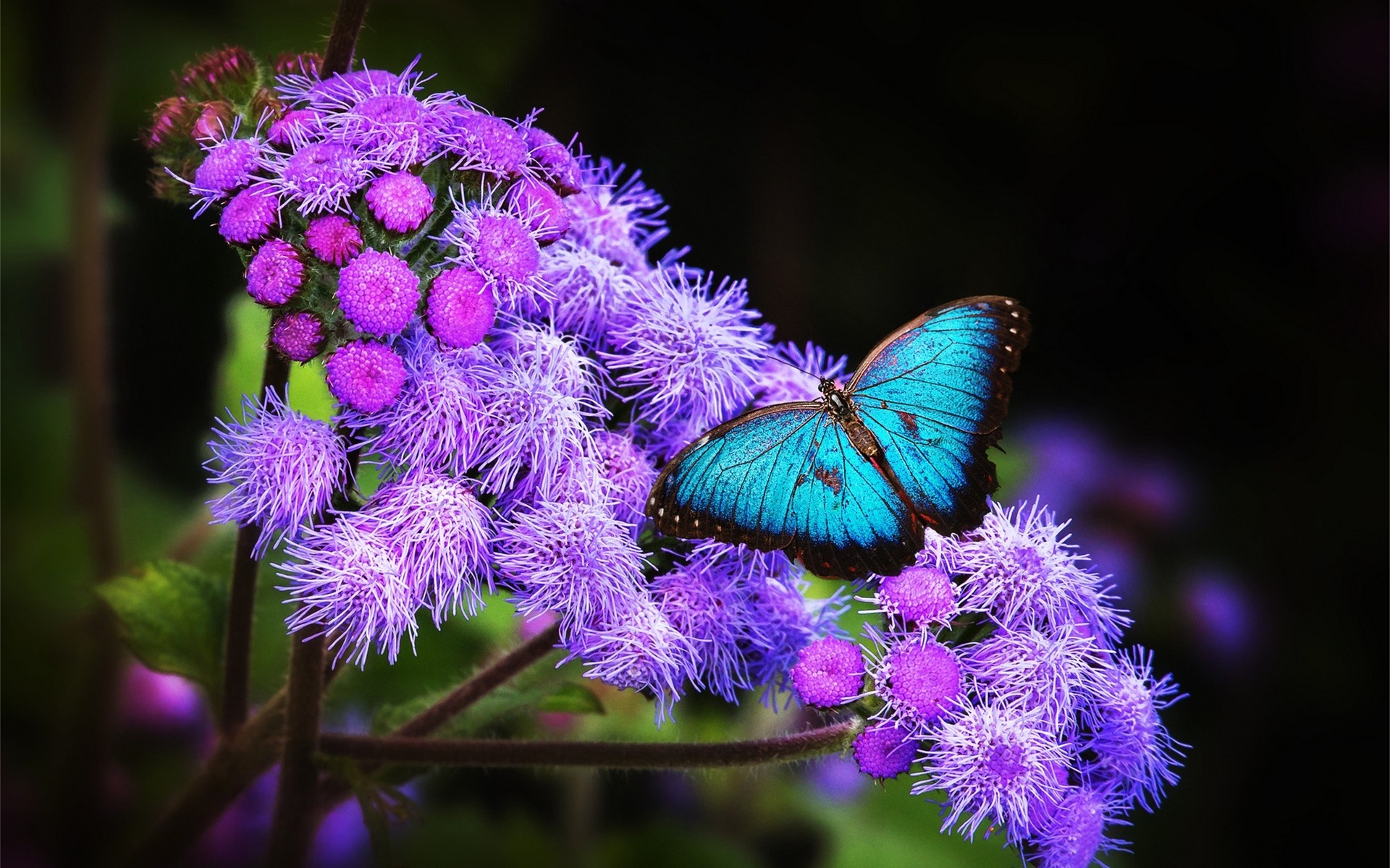 Blue butterfly on purple flowers HD Wallpaper