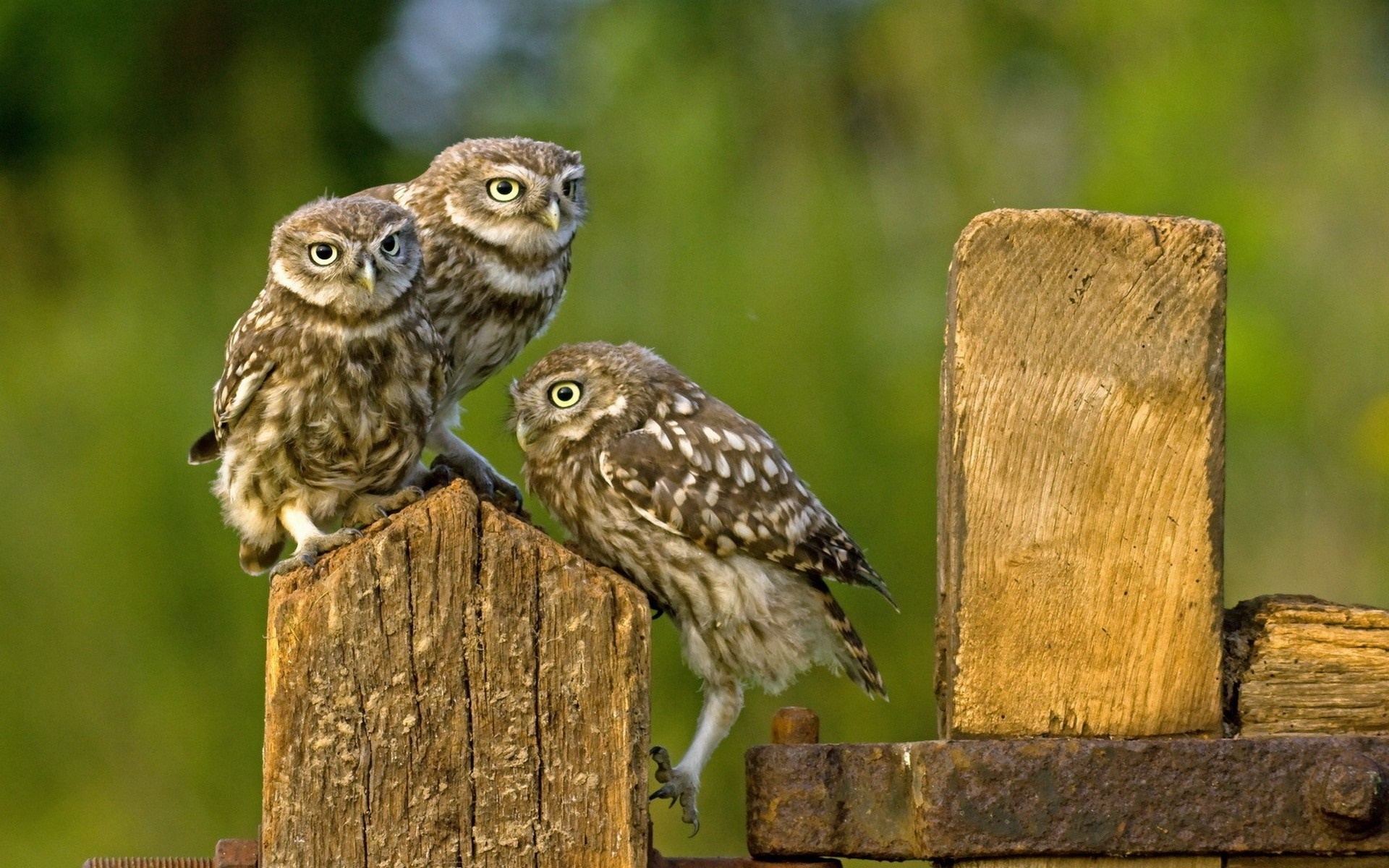 Three Small Owls Perched on Wooden Fence Posts HD Wallpaper