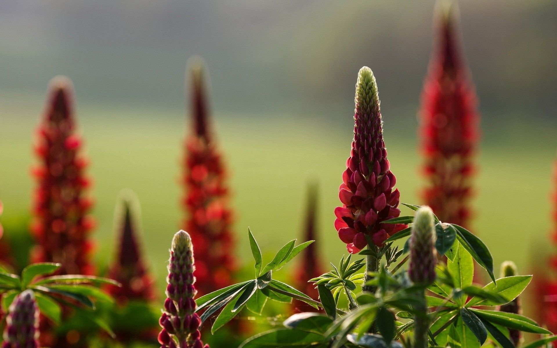 Red lupine flowers in a field with shallow depth of field HD Wallpaper