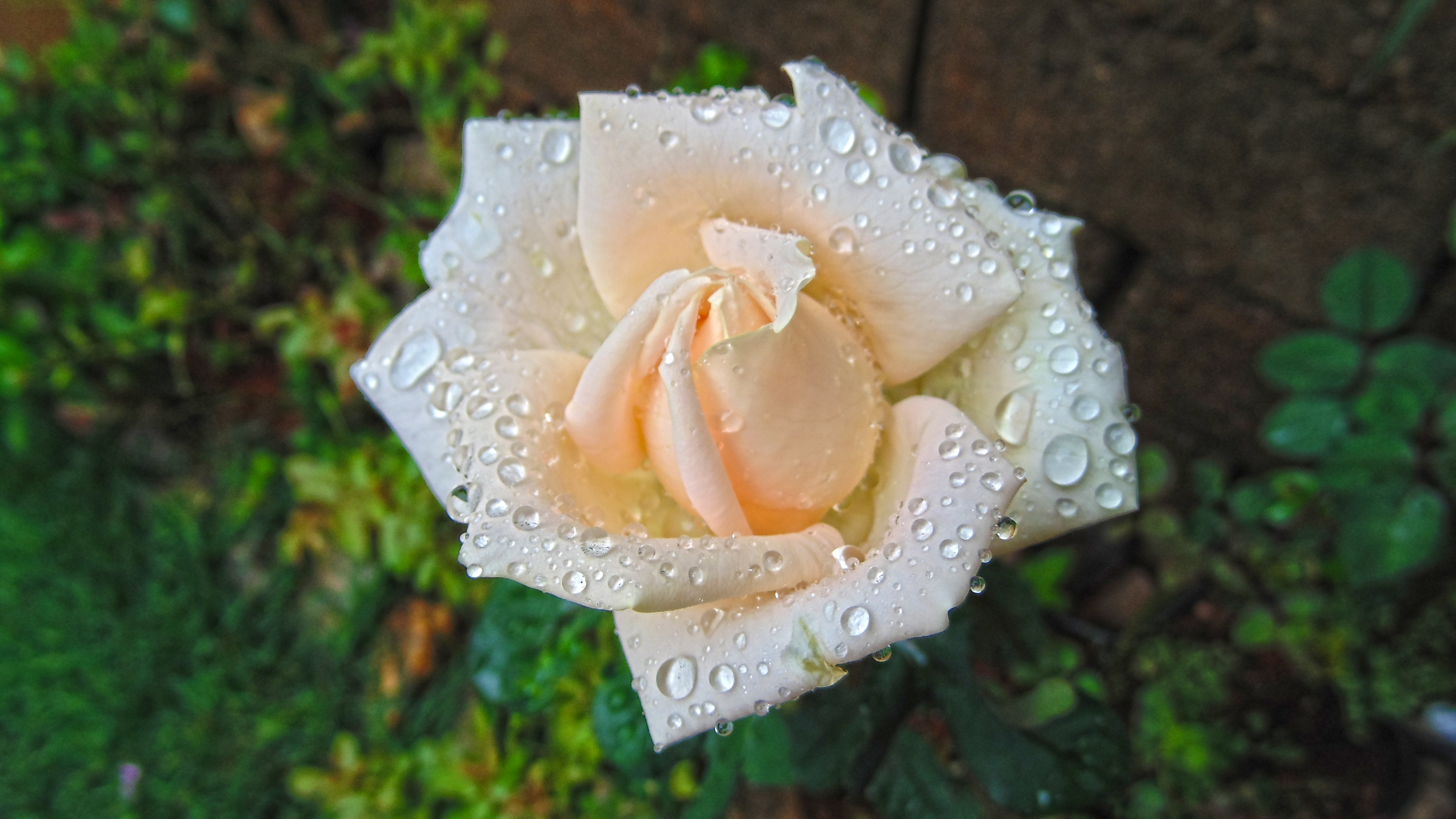 Close-Up of Dew-Covered Yellow Rose Blossom HD Wallpaper