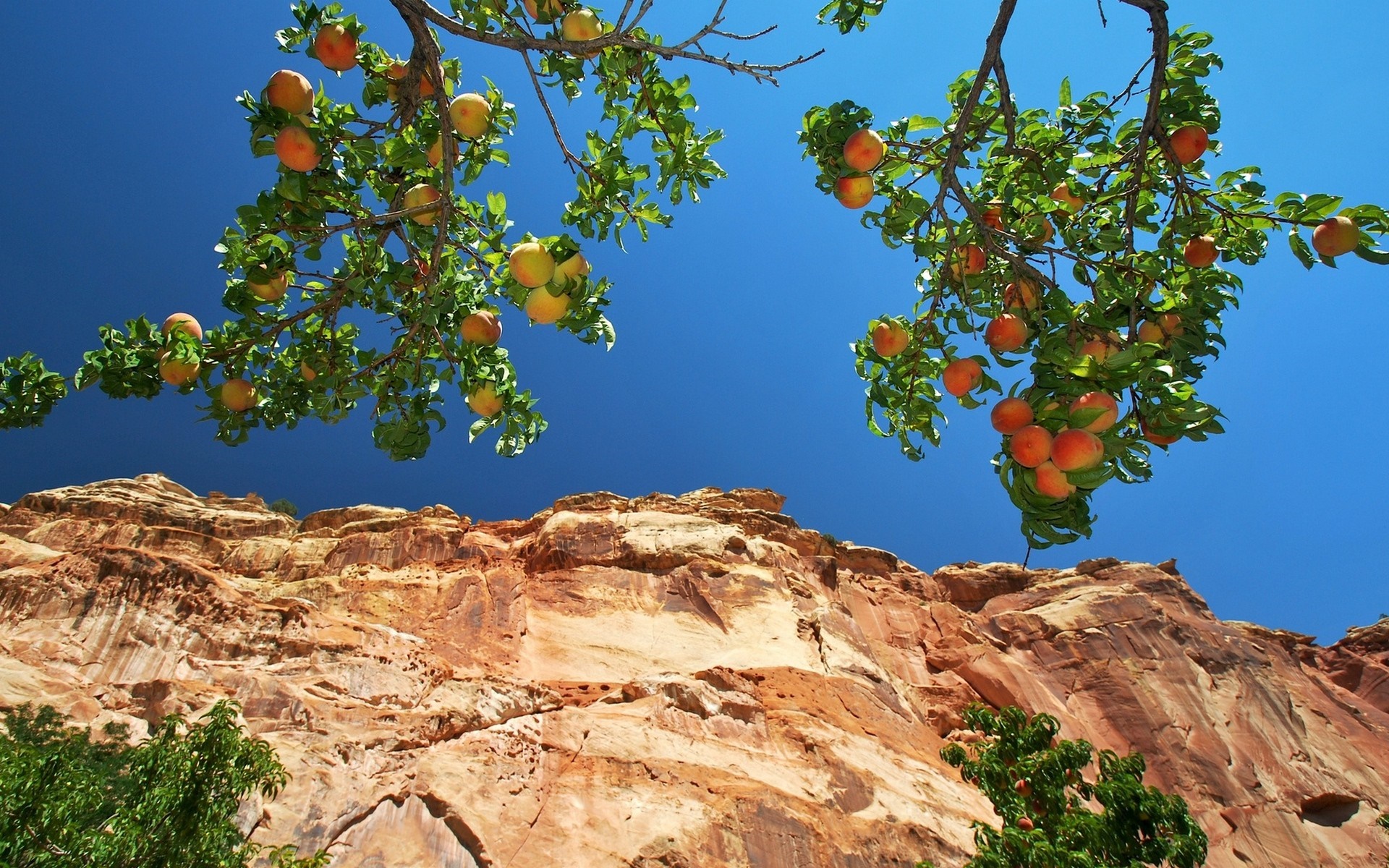 Peaches on a branch with a sandstone cliff HD Wallpaper