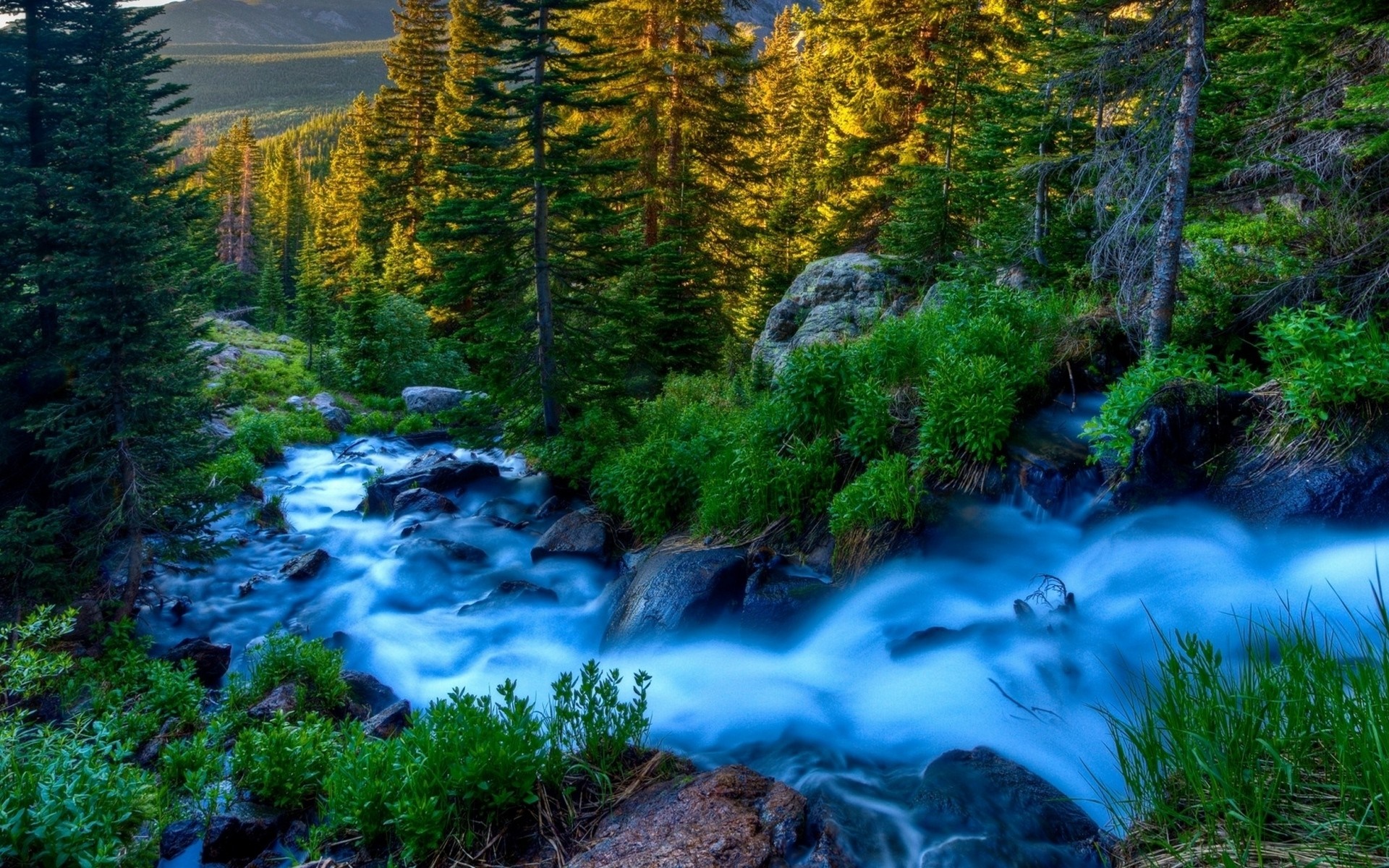 A forest stream flows through a wooded area with sunlight filtering through the trees. HD Wallpaper
