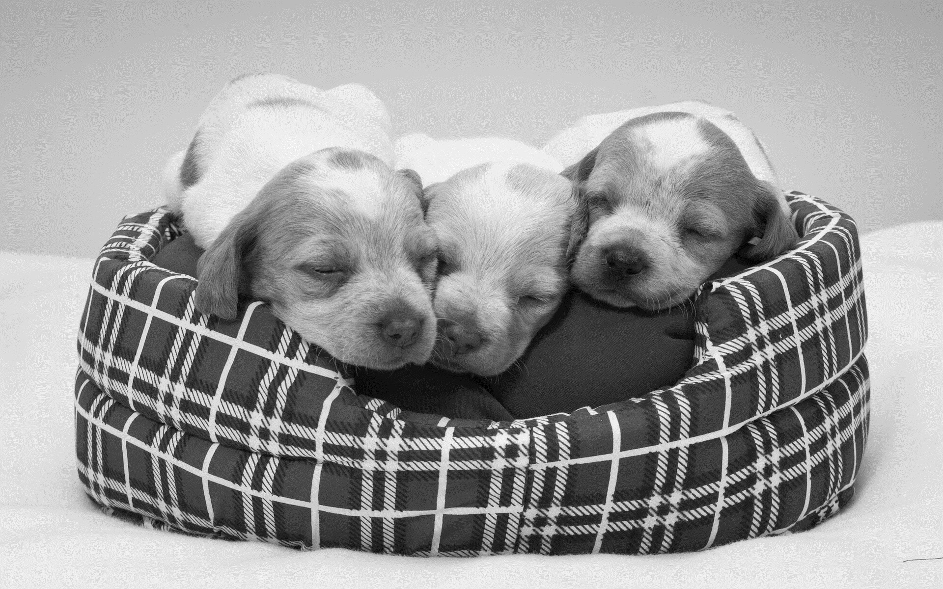 Sleeping Puppies Cuddled in Cozy Bed HD Wallpaper