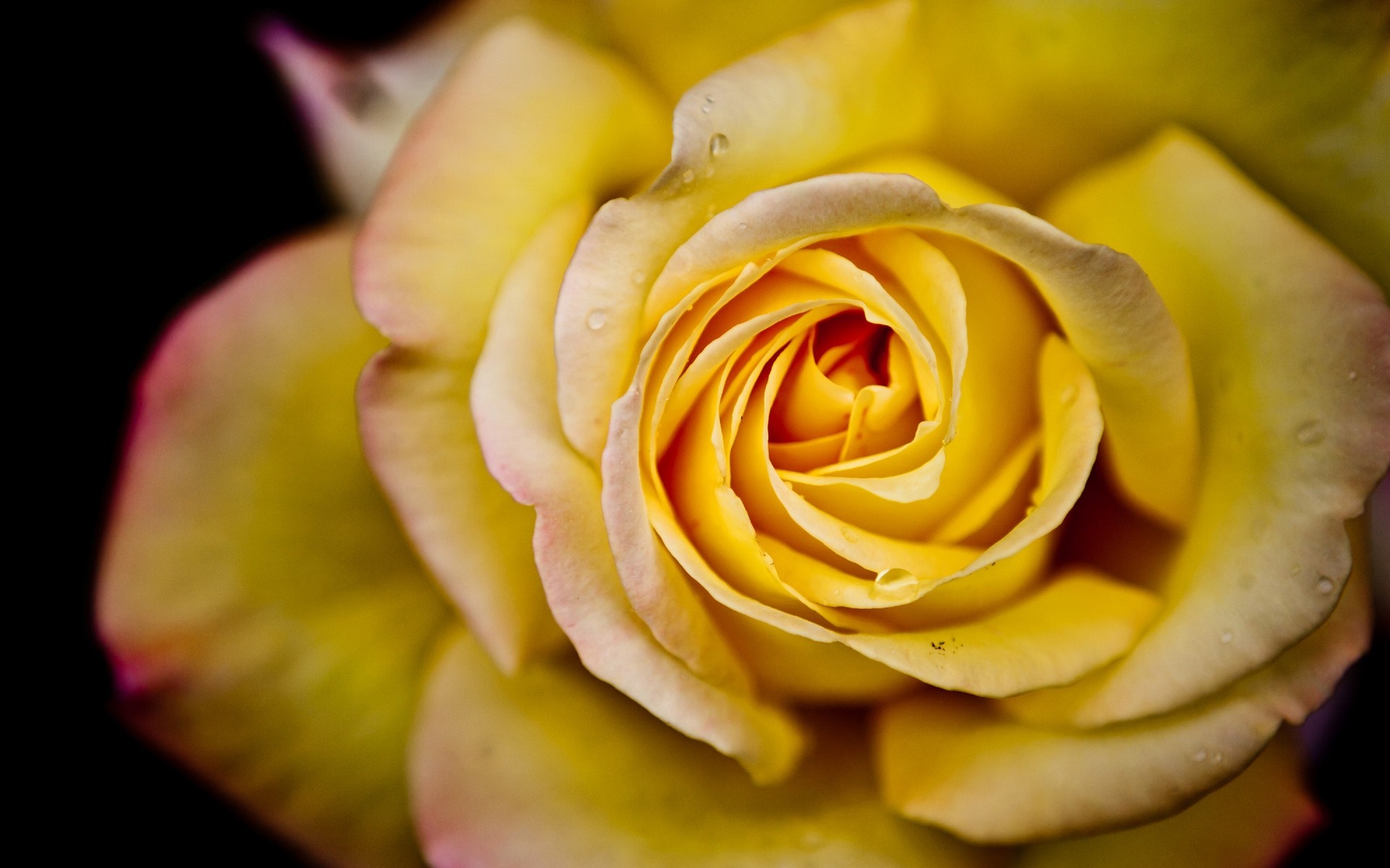 Close-up of a yellow rose with pink edges HD Wallpaper