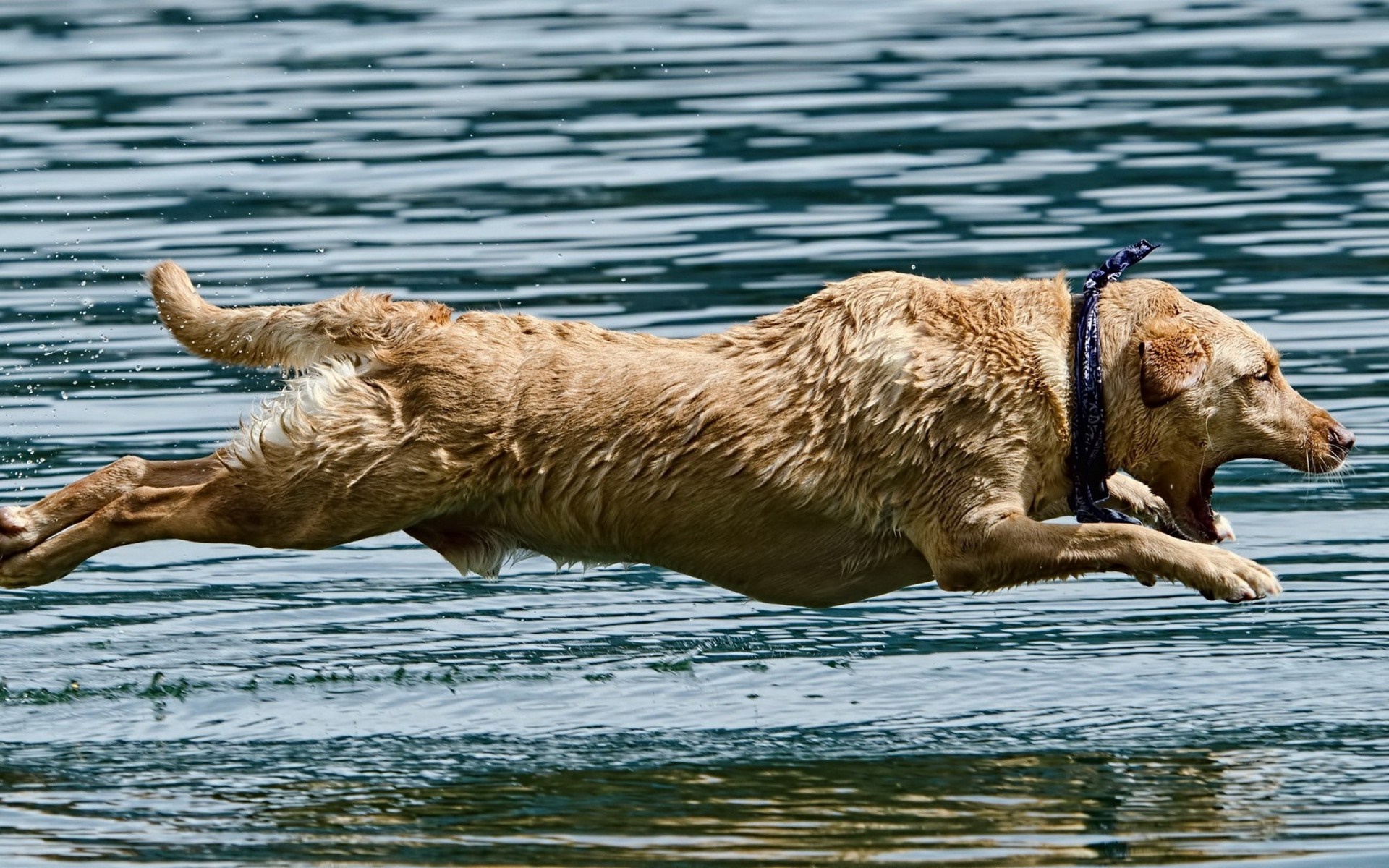 Golden Retriever dog jumping into water HD Wallpaper