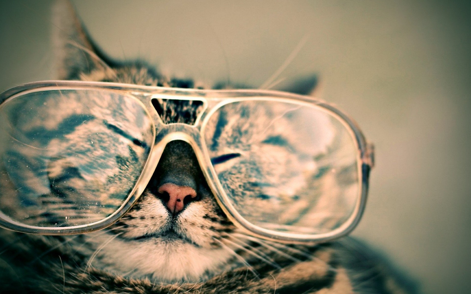 Close up of a cat wearing sunglasses HD Wallpaper