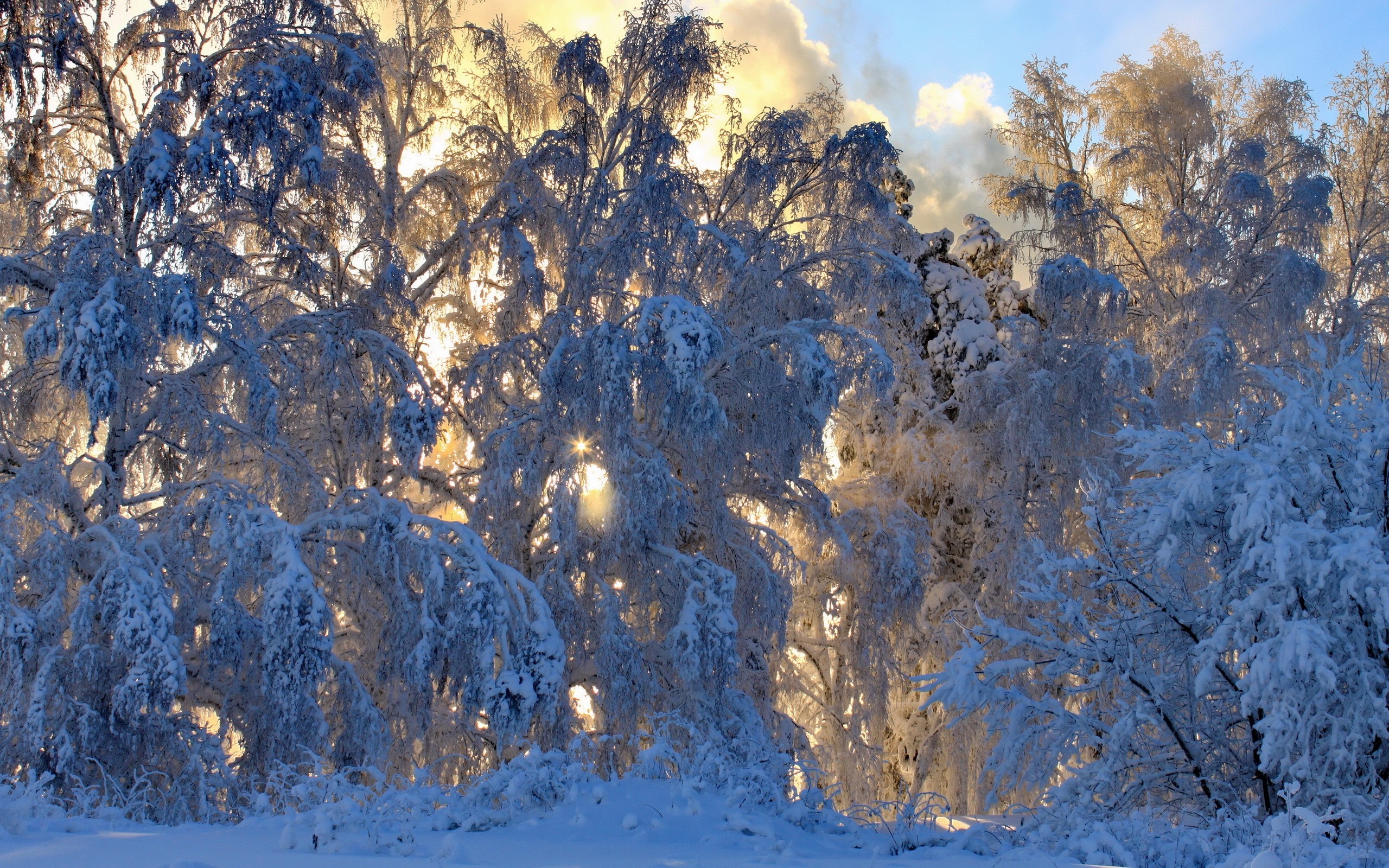 Sunlight filtering through snow-covered trees in a winter forest HD Wallpaper